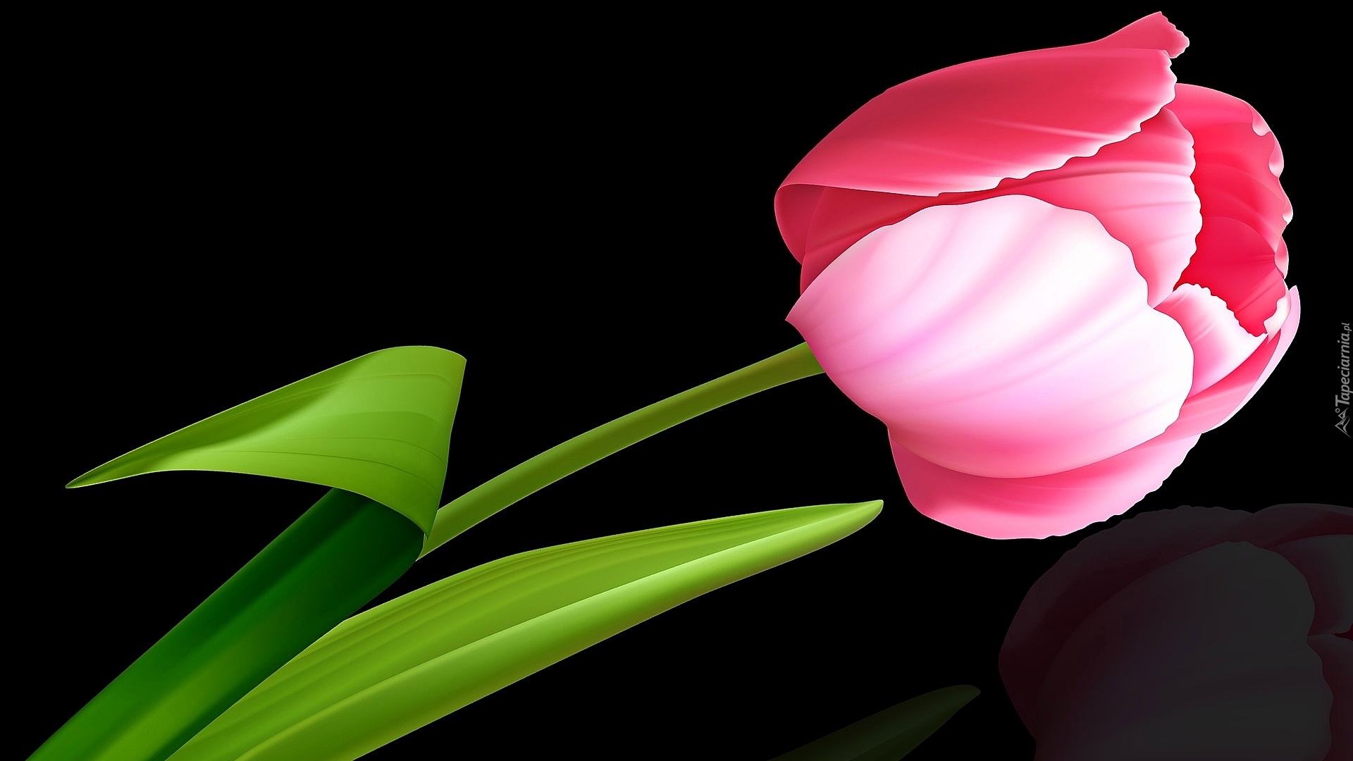 Kwiat, Tulipan, Różowy, Czarne, Tło, 2D