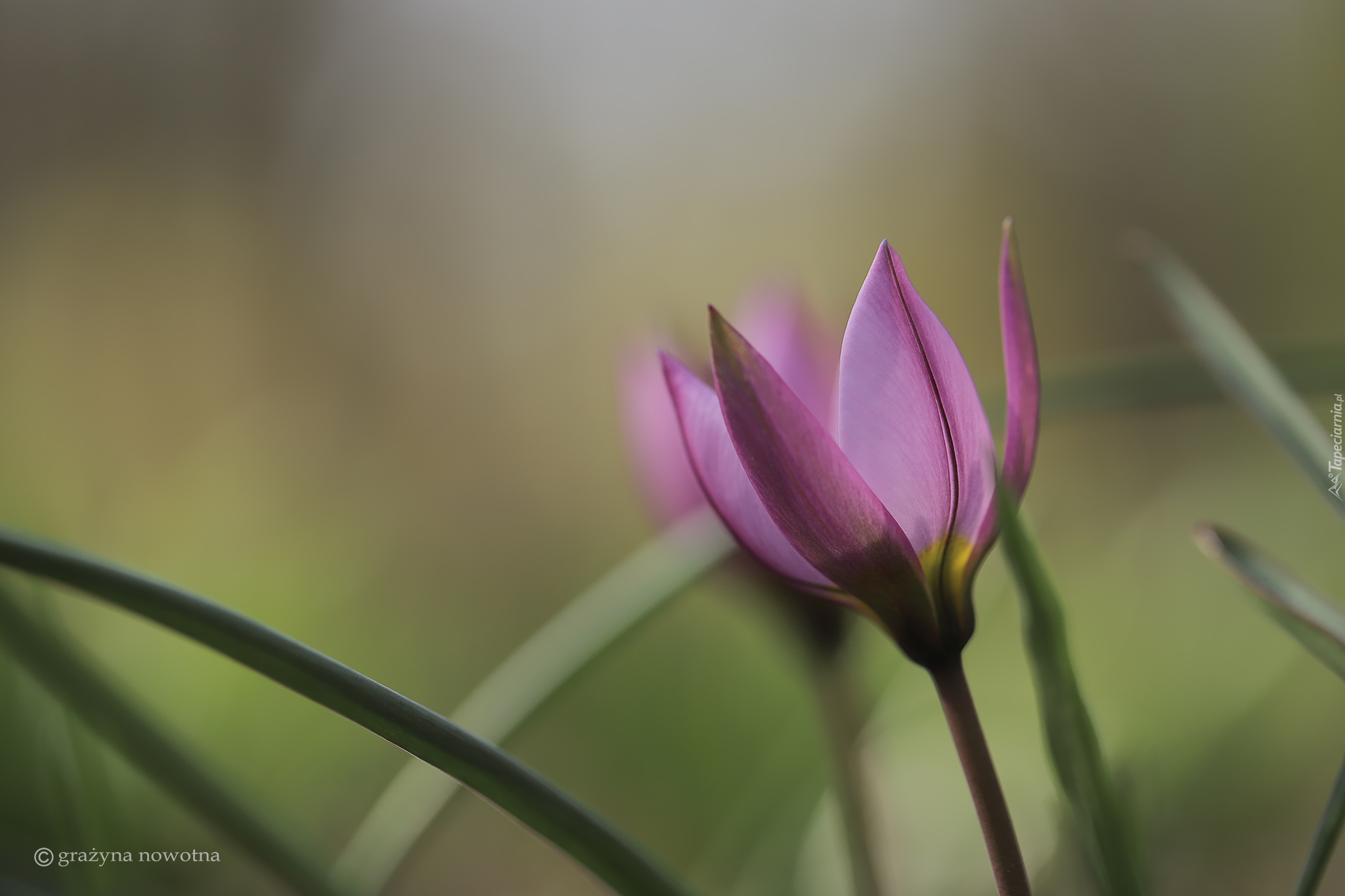 Różowy, Tulipan, Kwiat, Zbliżenie