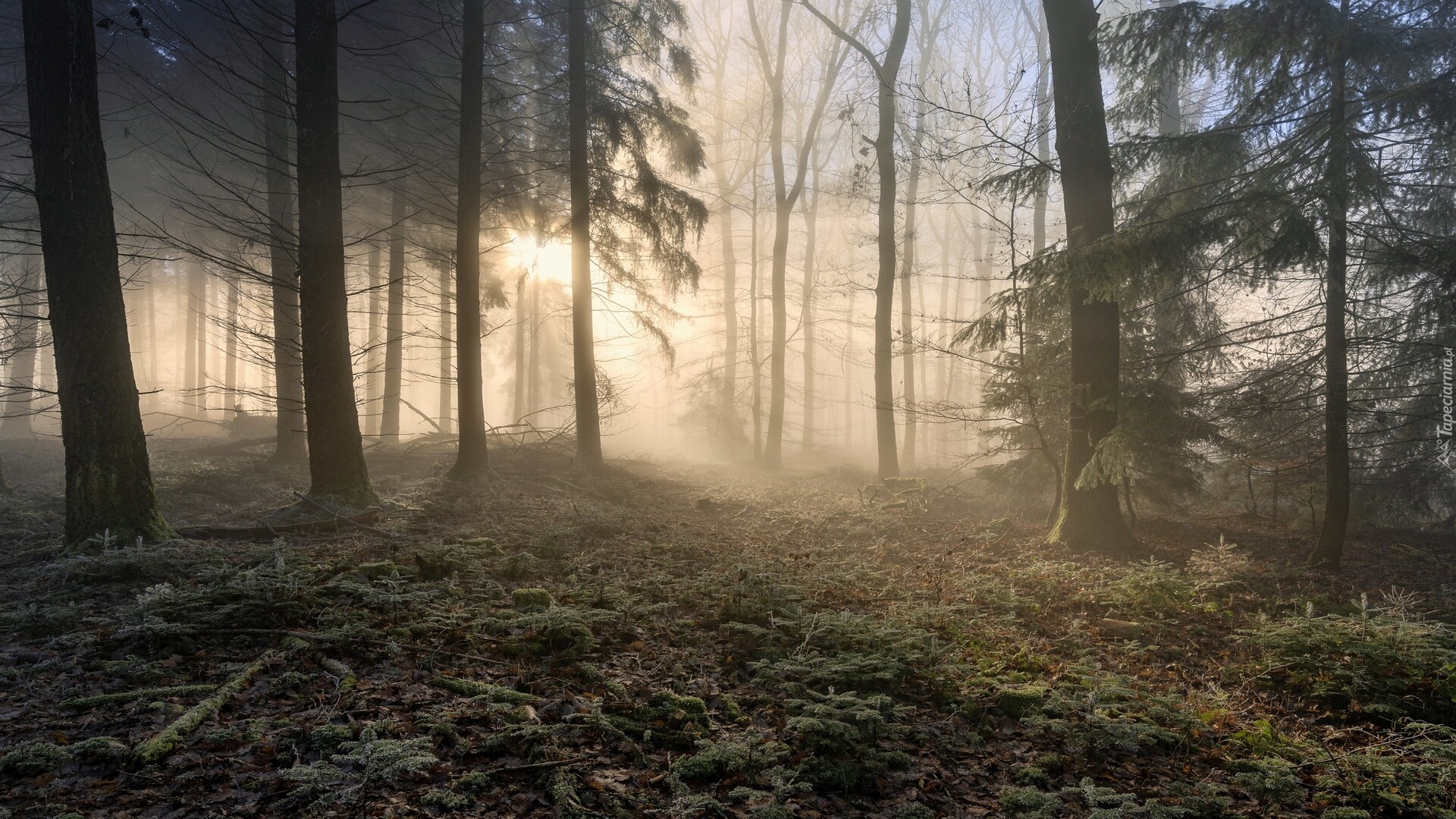 Wysokie, Drzewa, Przebijające światło, Las