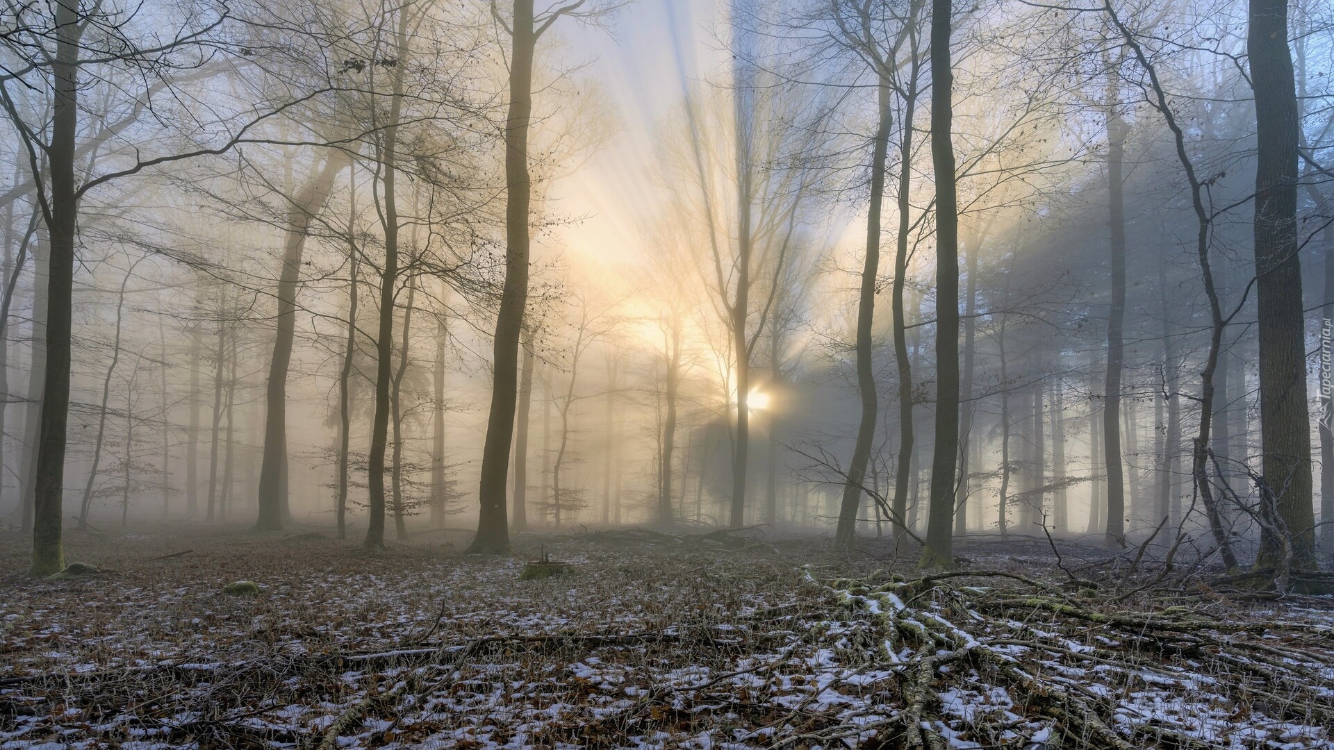 Las, Śnieg, Drzewa, Przebijające światło