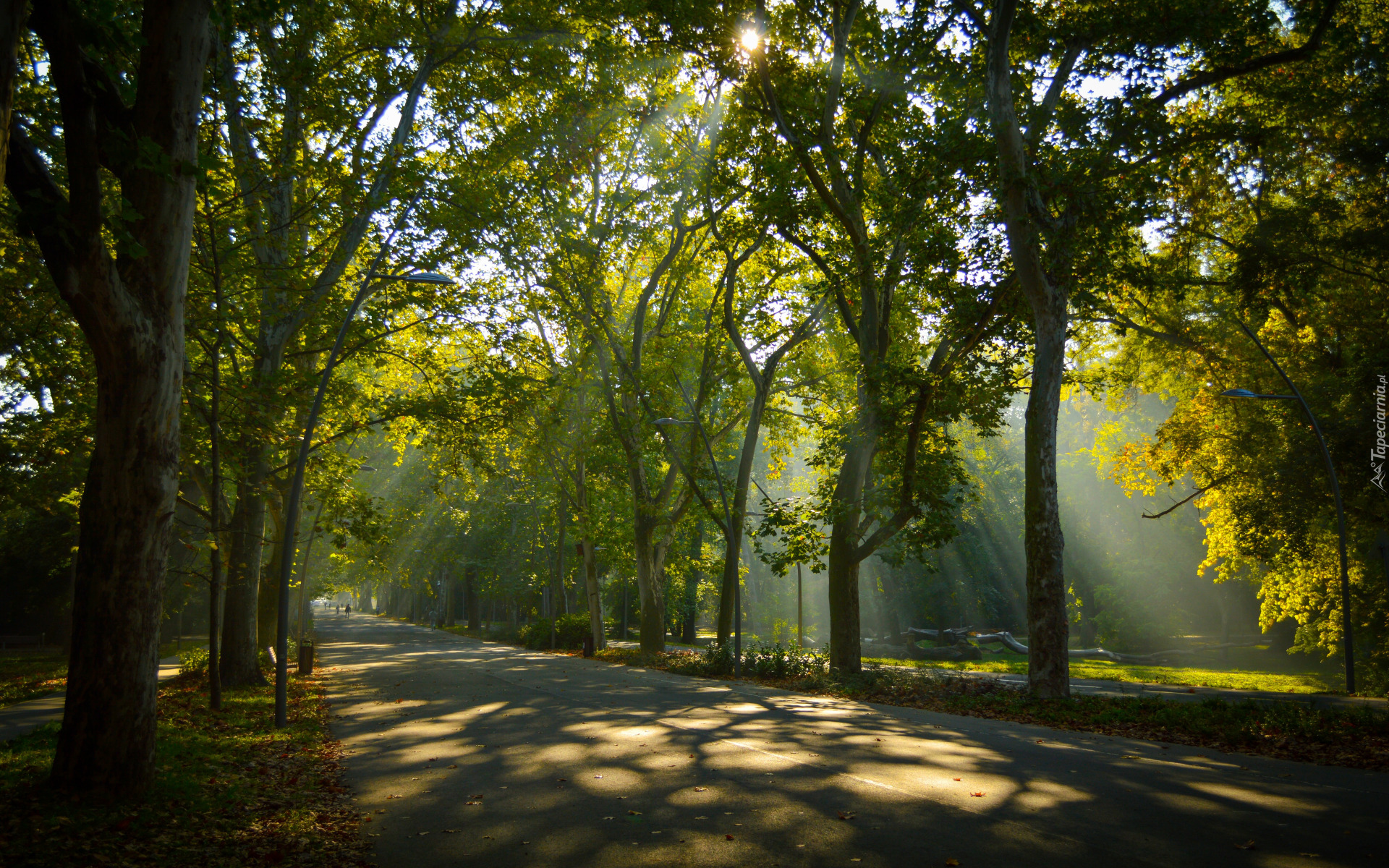 Park, Drzewa, Aleja, Przebijające światło, Zieleń, Lato