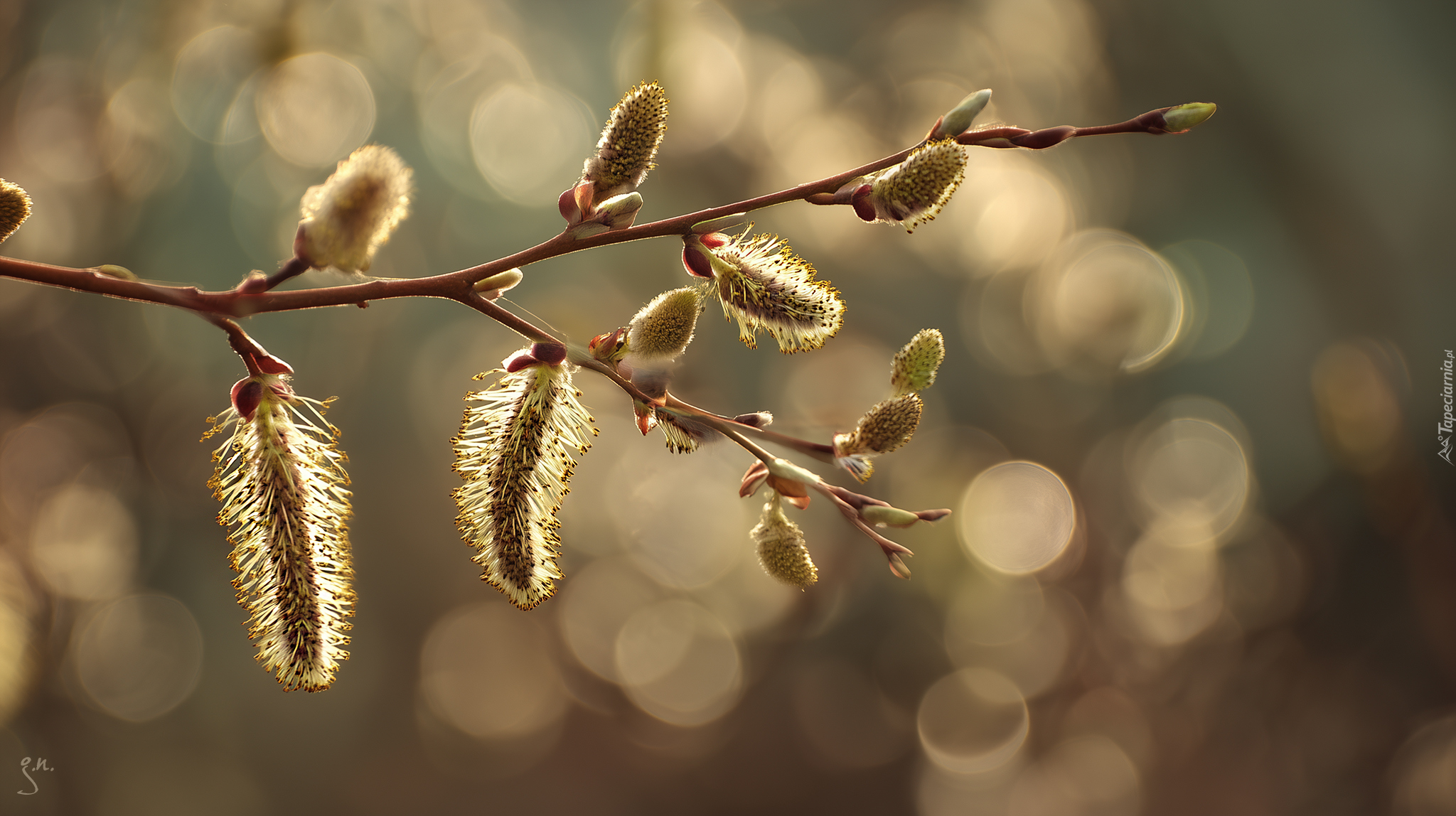 Wierzba, Bazie, Gałązka, Bokeh, Grafika AI
