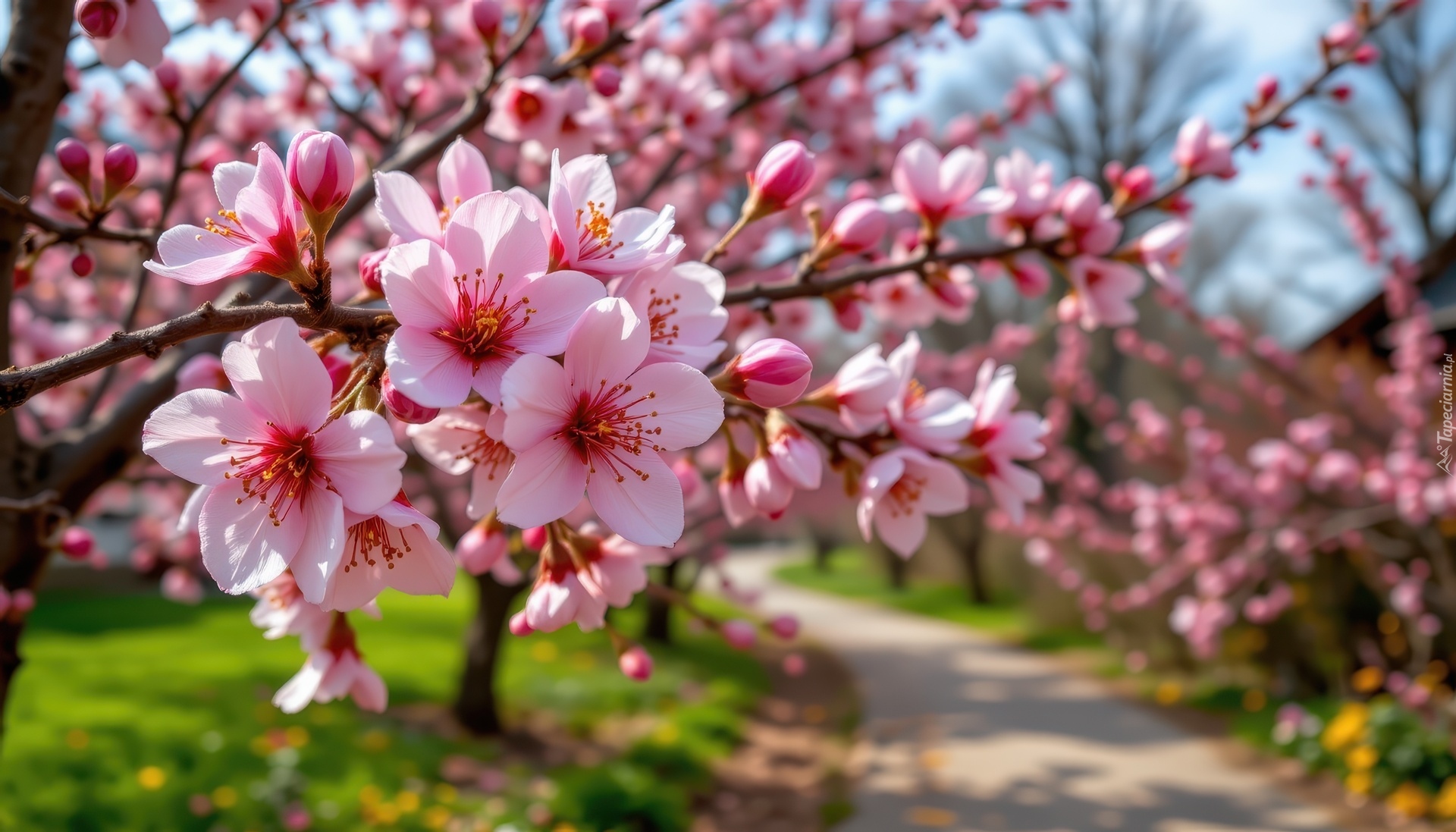 Gałązka, Kwiaty, Drzewo owocowe, Grafika AI