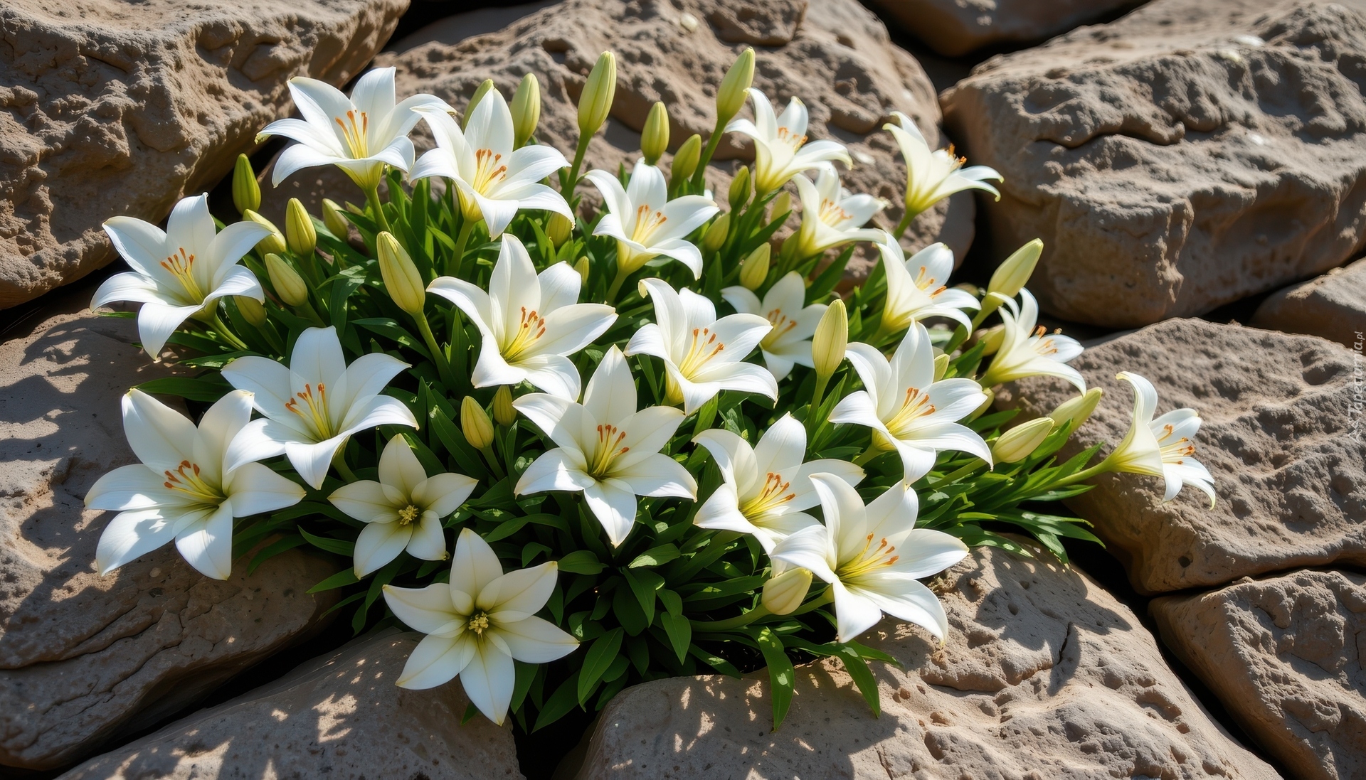 Białe, Lilie, Kamienie