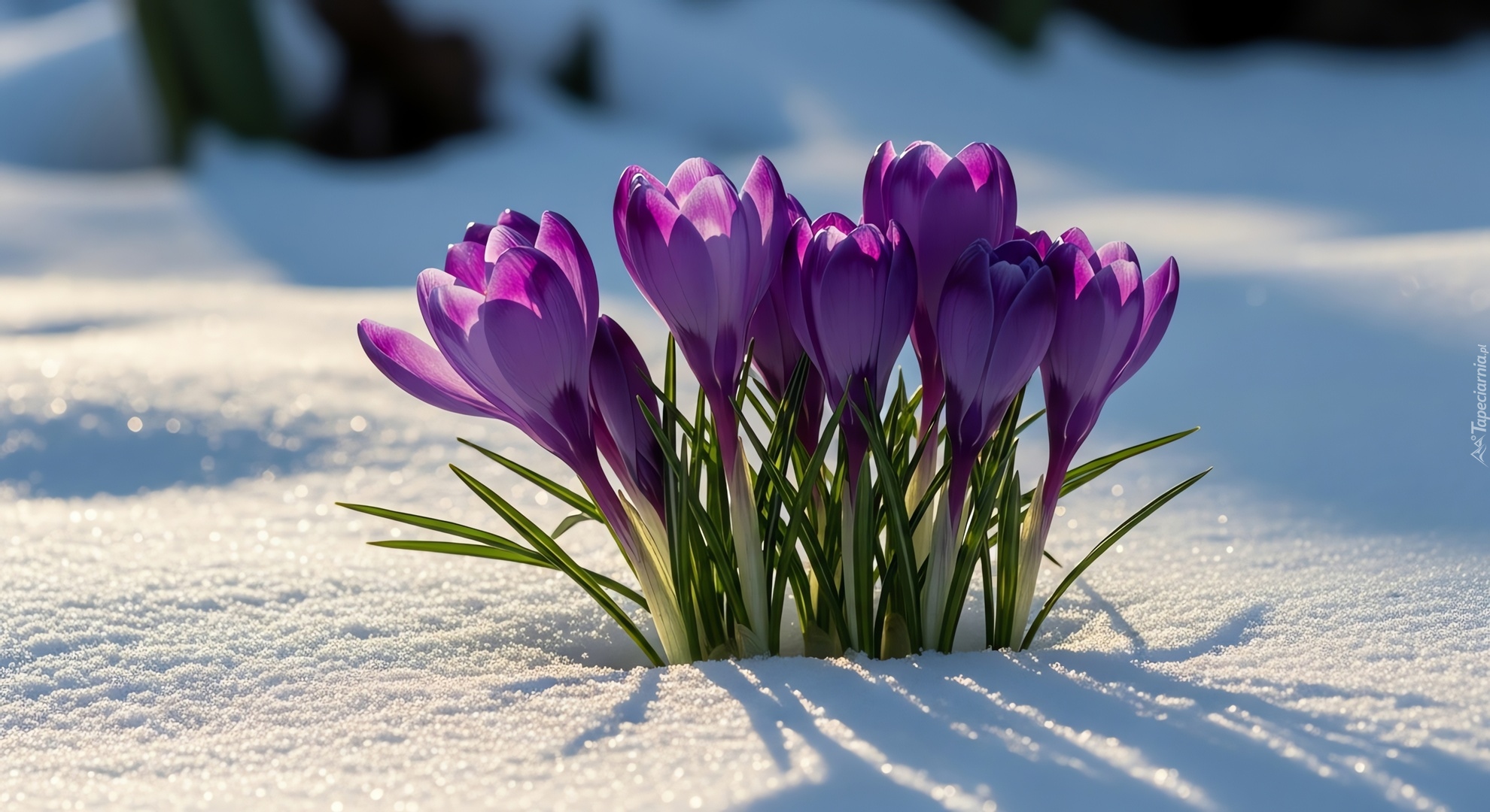 Ciemnofioletowe, Krokusy, Kwiaty, Śnieg, Grafik AI