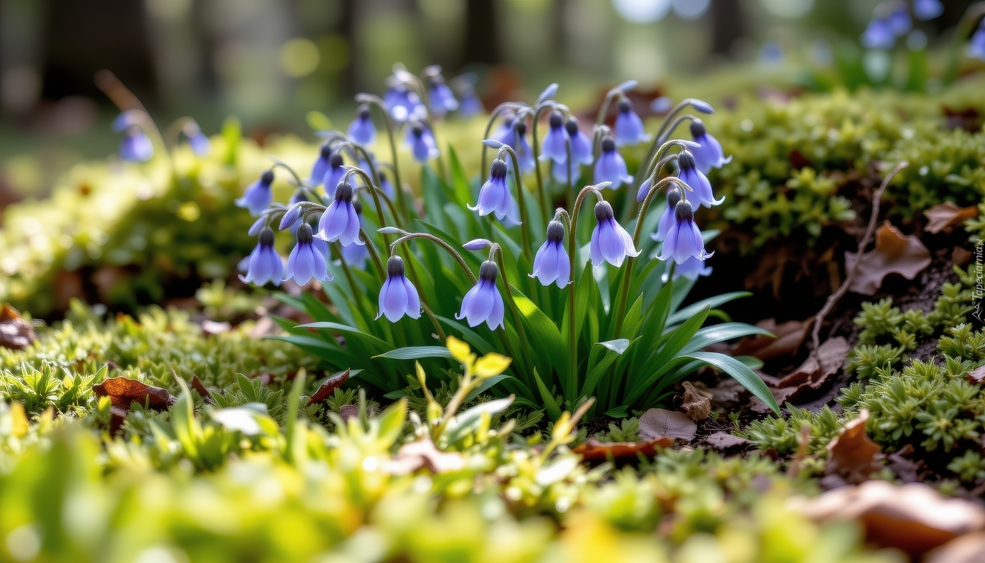 Fioletowe, Rozświetlone, Dzwonki