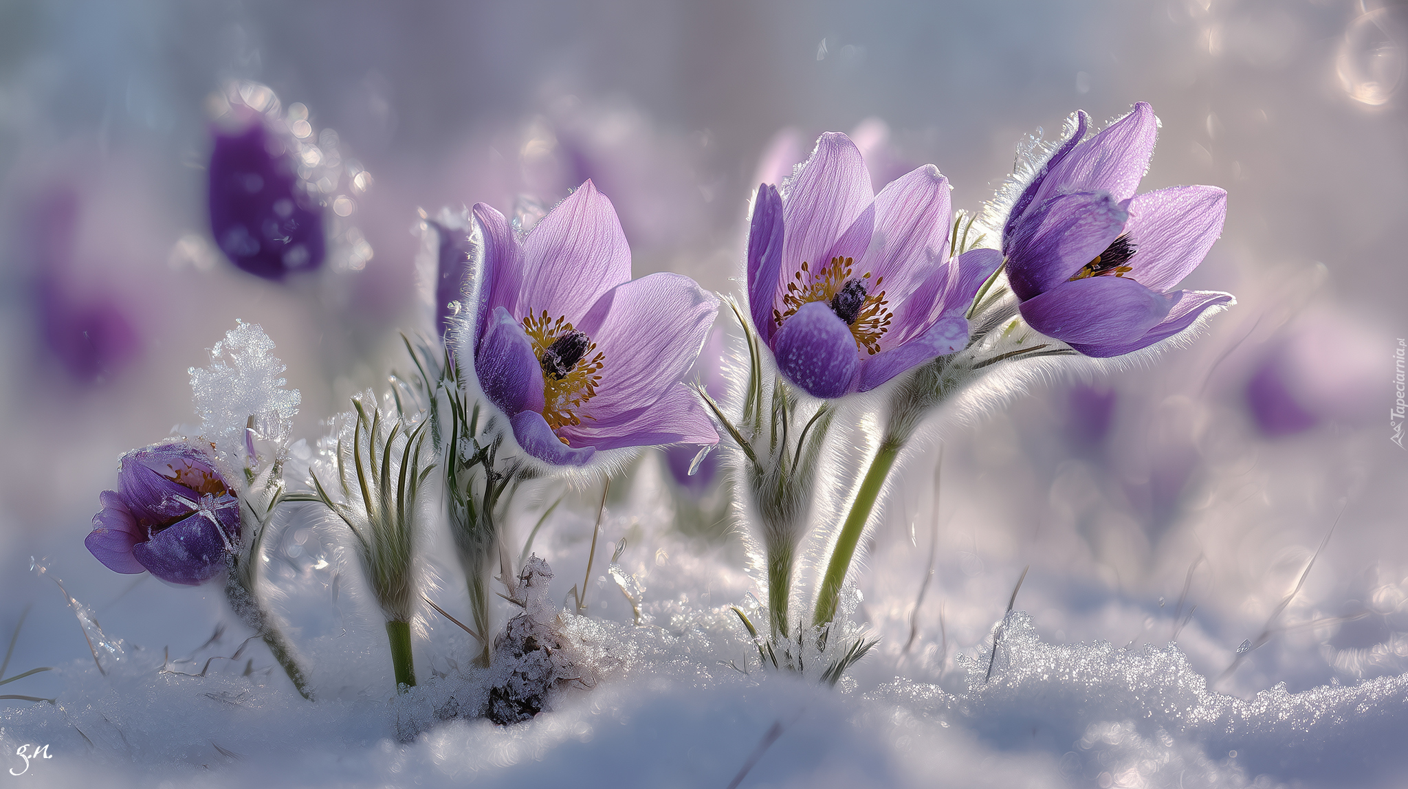 Fioletowe, Sasanki, Kępka, Śnieg, Grafika AI