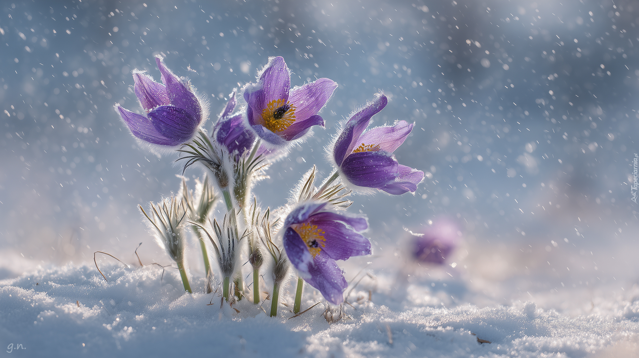 Fioletowe, Sasanki, Śnieg, Grafika AI