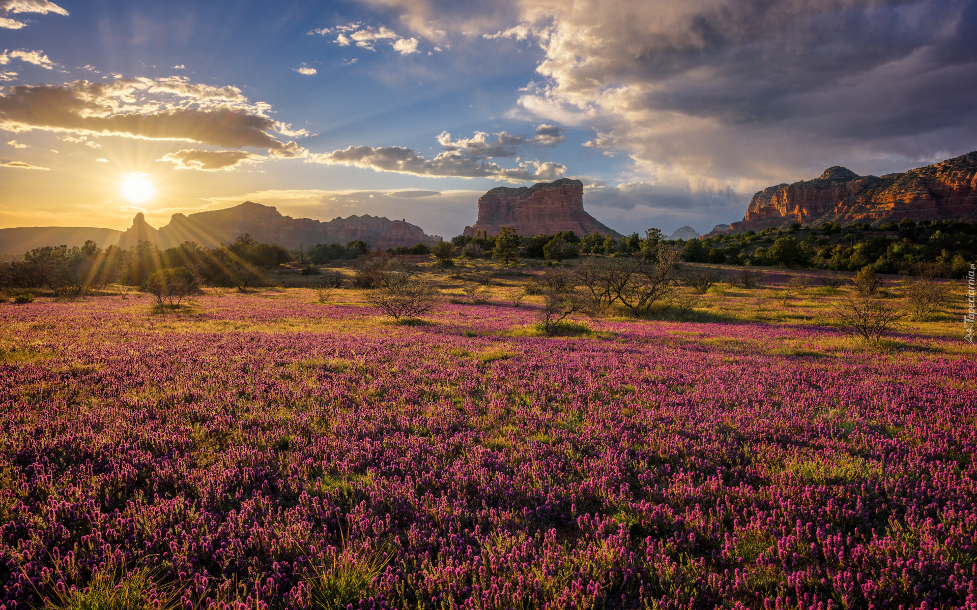 Stany Zjednoczone, Arizona, Sedona, Skały, Fioletowe, Kwiaty, Castilleja exserta, Łąka, Drzewa, Krzewy, Wschód słońca, Chmury