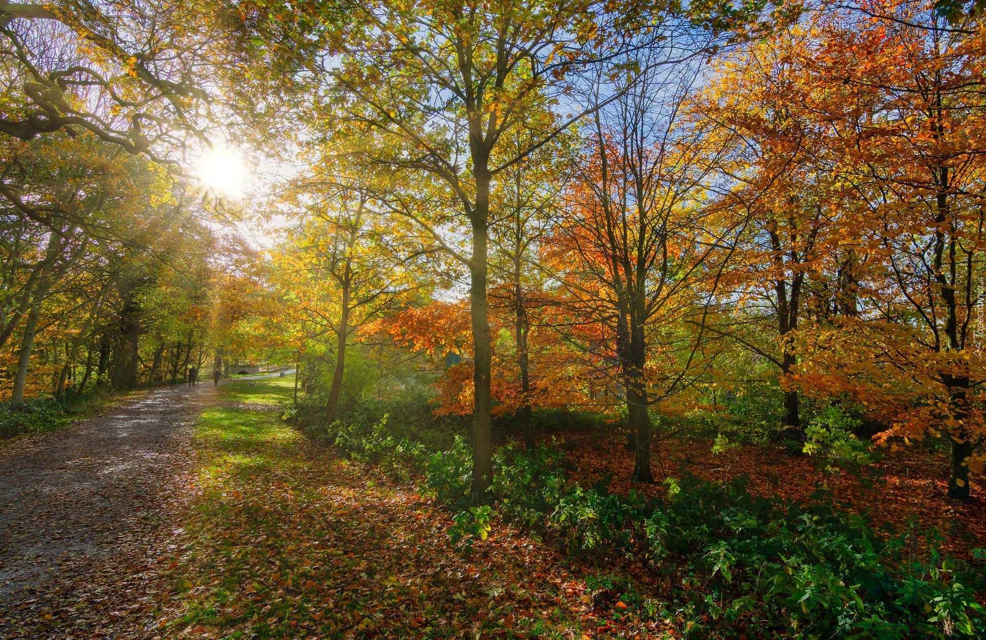 Park, Jesień, Alejka, Kolorowe, Drzewa, Słońce