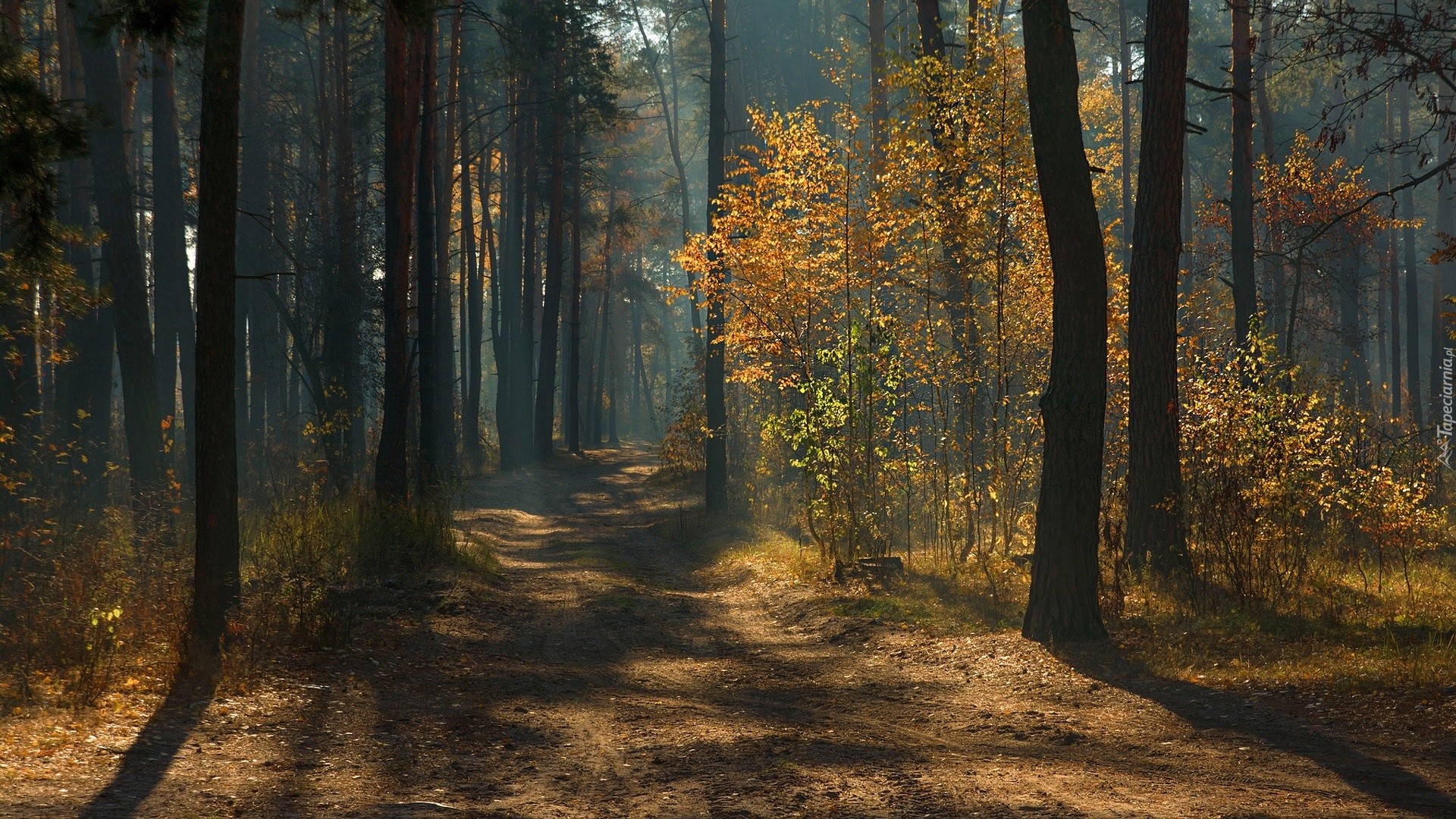 Jesień, Las, Przebijające światło, Drzewa, Droga