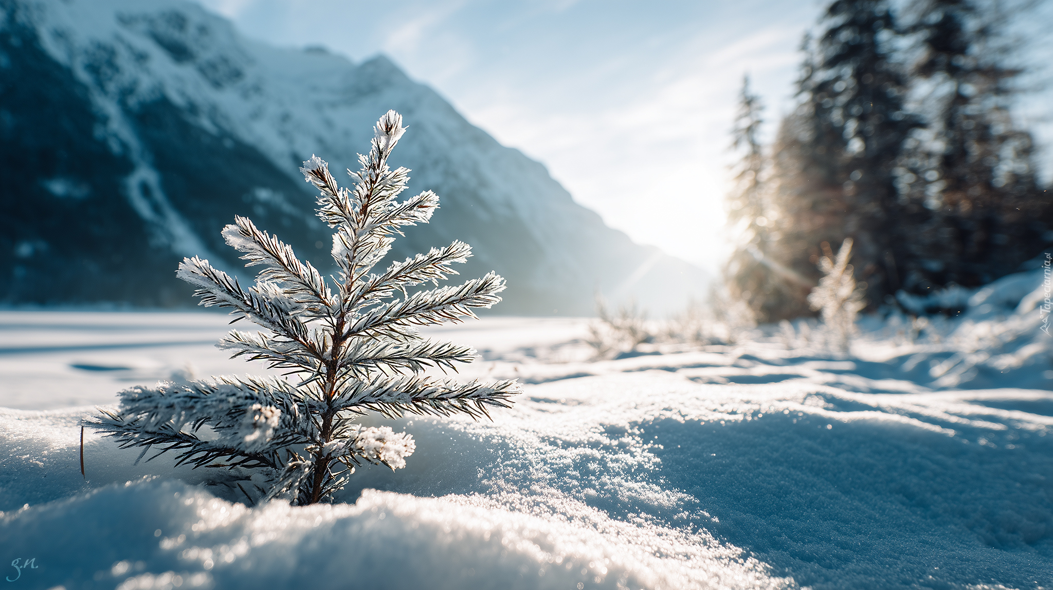 Iglasta, Gałązka, Śnieg, Słońce, Zima, Grafika AI
