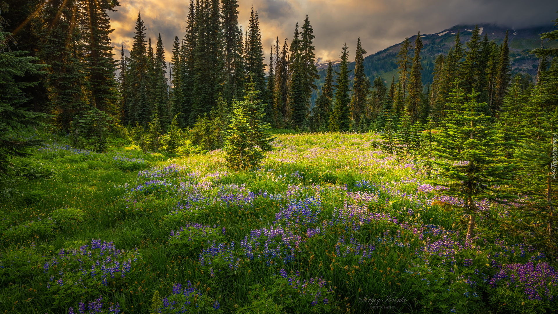 Park Narodowy Mount Rainier, Góry, Drzewa, Łąka, Kwiaty, Stan Waszyngton, Stany Zjednoczone