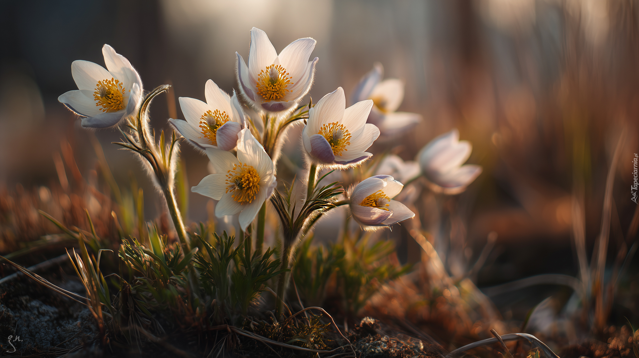 Białe, Sasanki, Kwiaty, Grafika AI