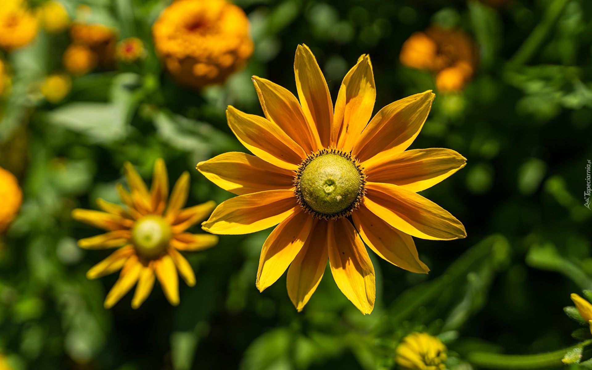 Rudbekie, Żółte, Kwiaty, Zbliżenie