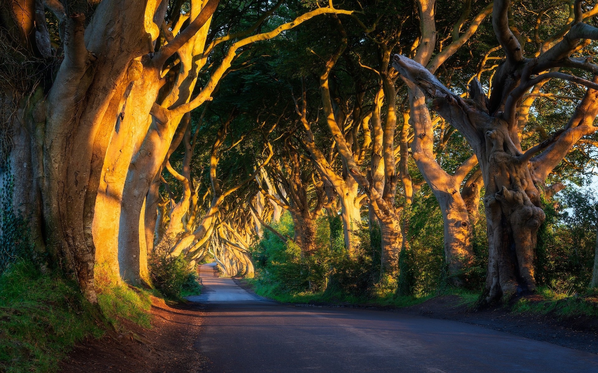 Aleja bukowa, Droga, Dark Hedges, Drzewa, Buki, Słoneczne światło, Hrabstwo Antrim, Irlandia Północna