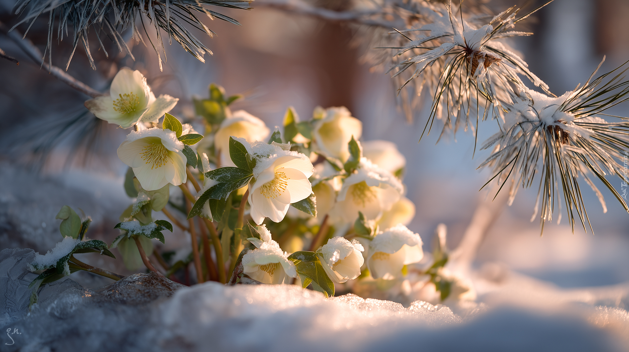 Białe, Ciemierniki, Śnieg, Sosna, Grafika AI