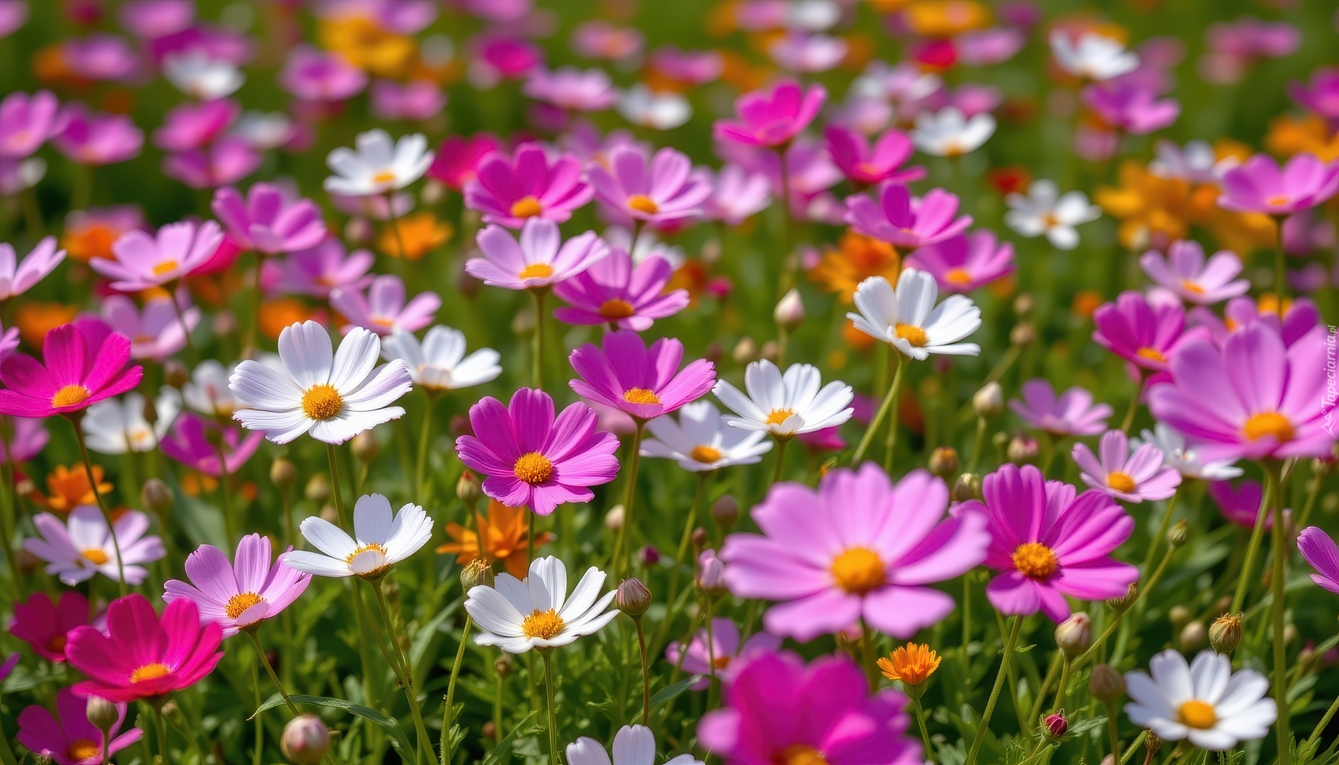 Kosmea, Kwiaty, Różowe, Białe