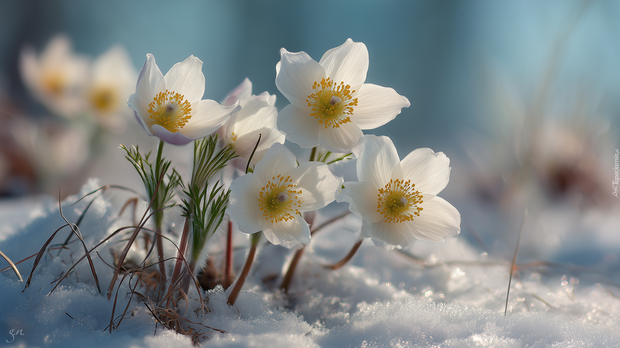 Białe, Sasanki, Śnieg, Grafika AI