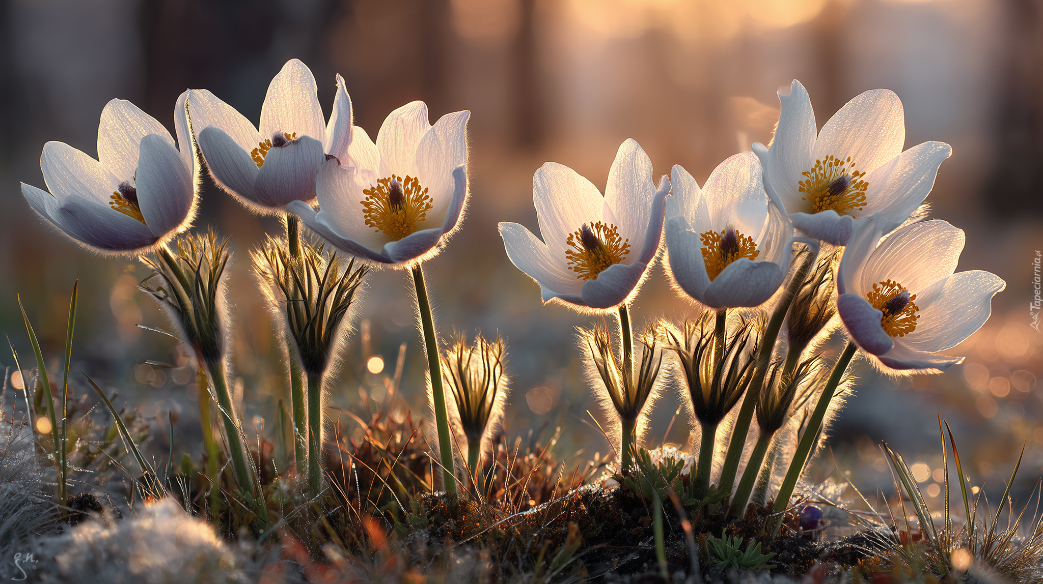 Sasanki, Rozświetlone, Kwiaty, Grafika AI