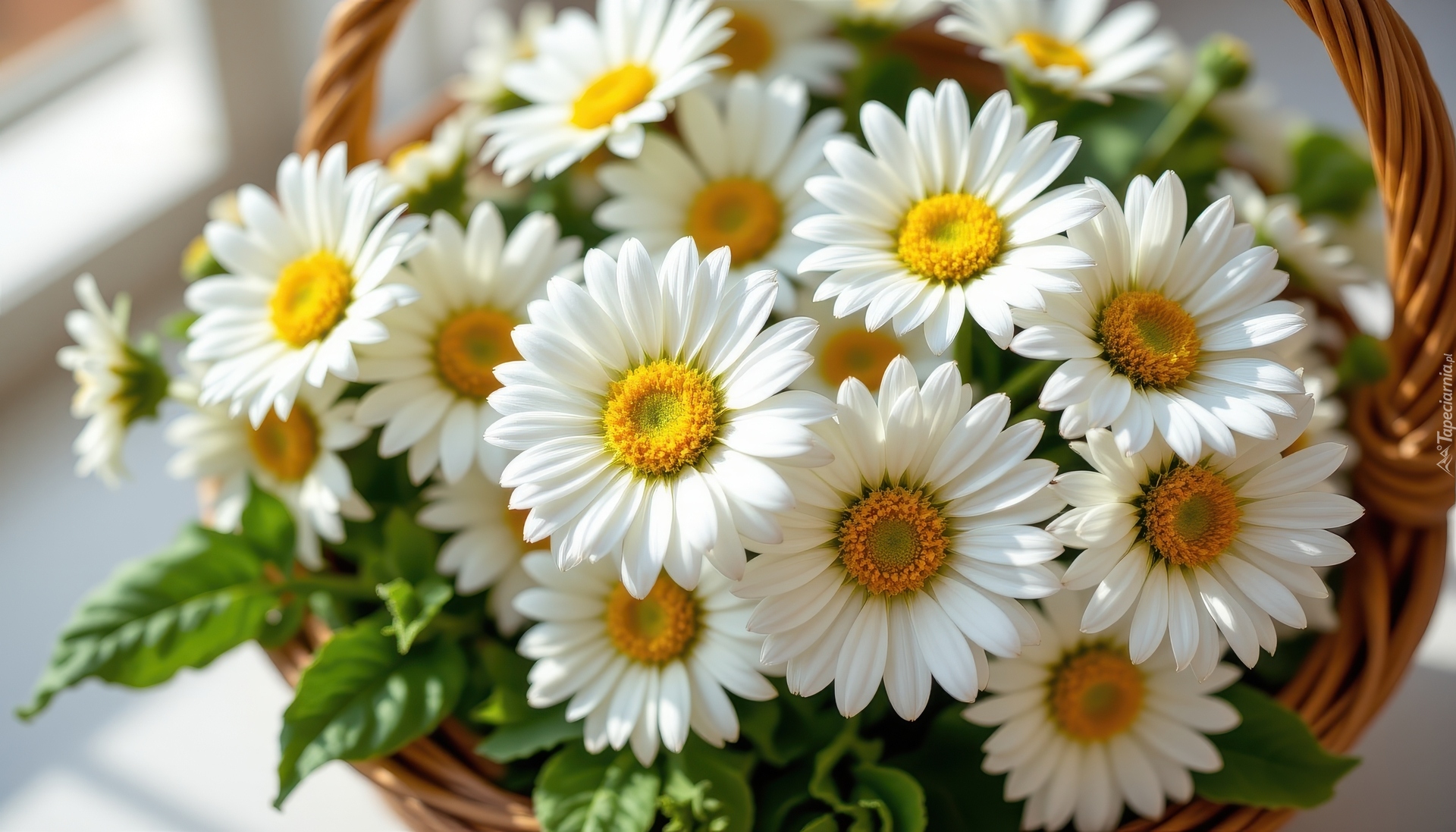 Białe, Stokrotki, Koszyk