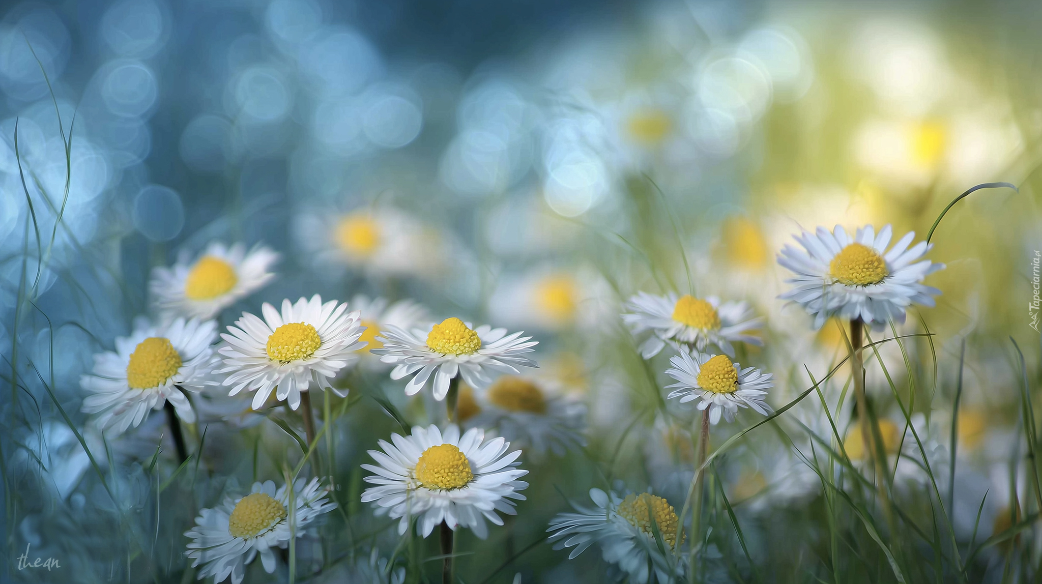 Rozświetlone, Stokrotki, Białe, Kwiaty, Trawa, Grafika AI