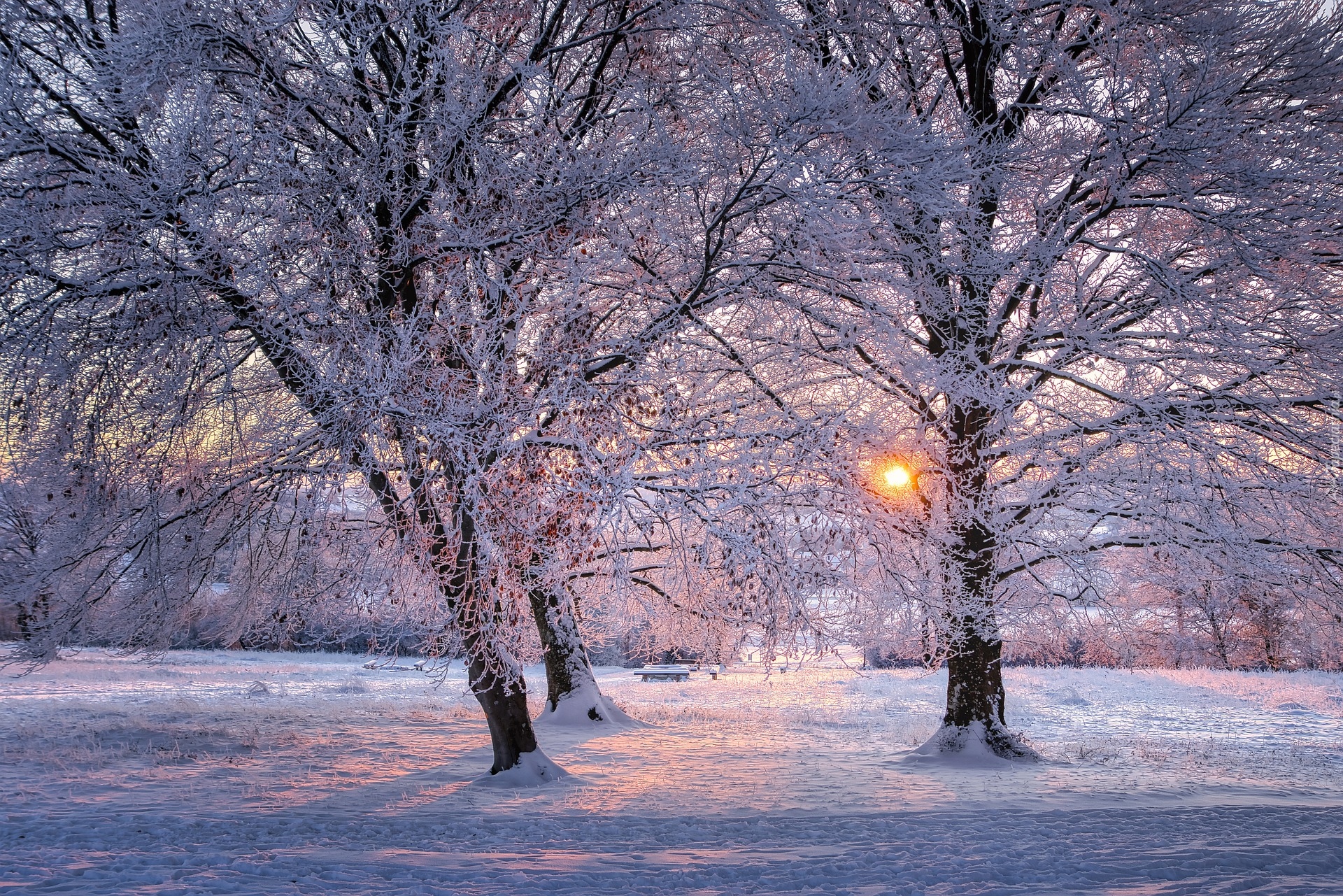 Zima, Park, Drzewa, Śnieg, Zachód słońca