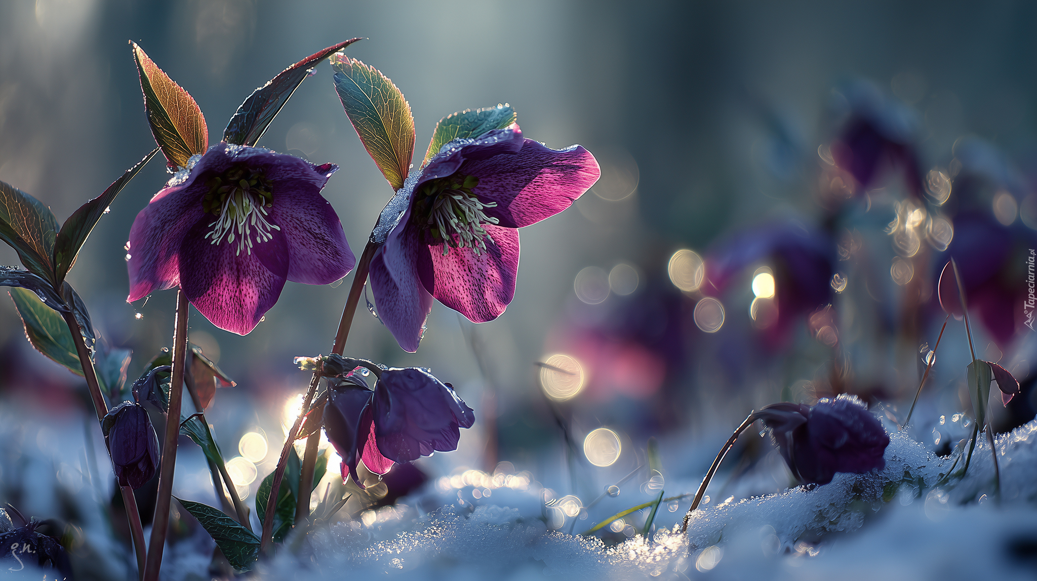 Bordowe, Ciemierniki, Śnieg, Grafika AI