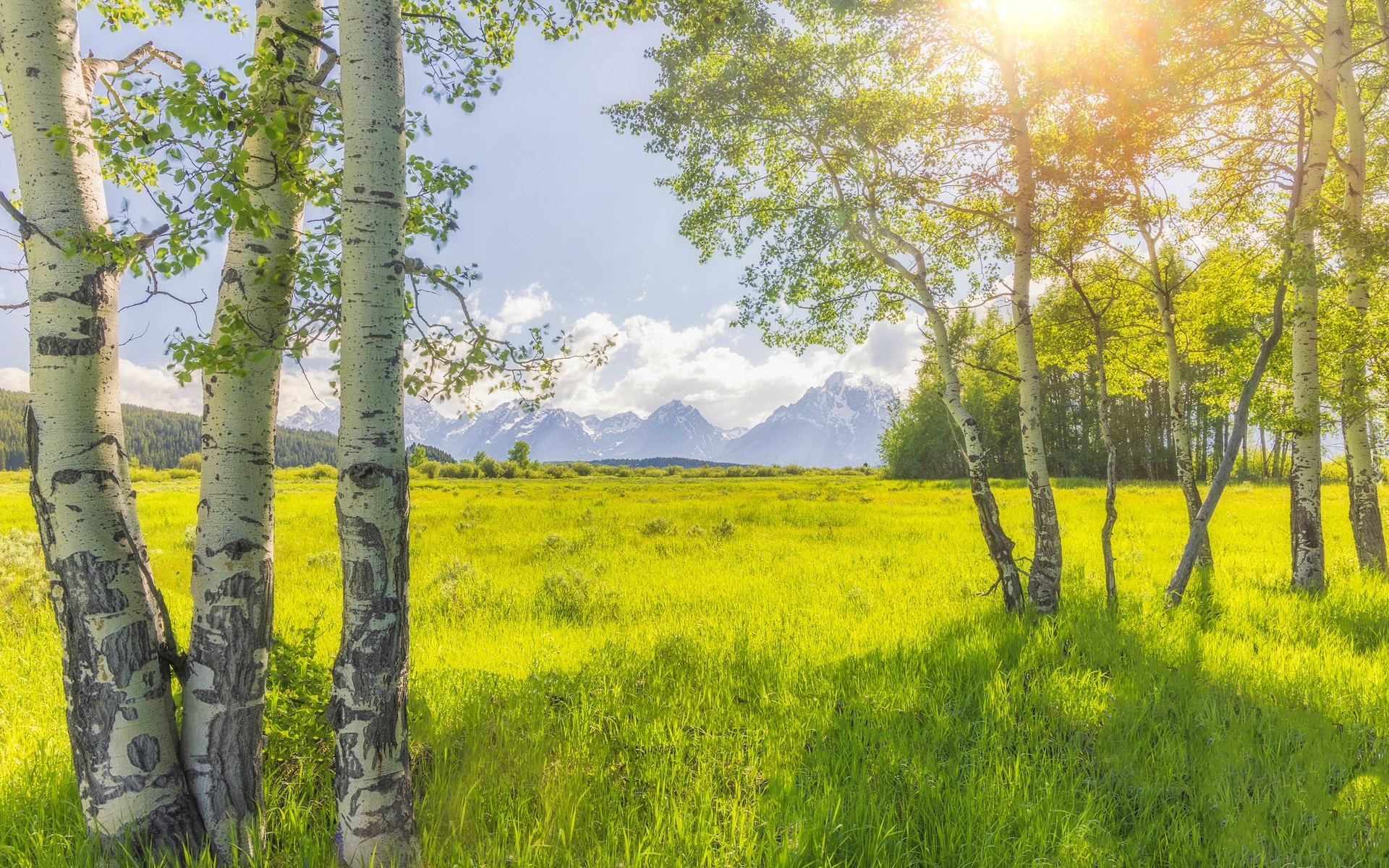 Stany Zjednoczone, Wyoming, Park Narodowy Grand Teton, Góry, Drzewa, Brzozy, Promienie słońca