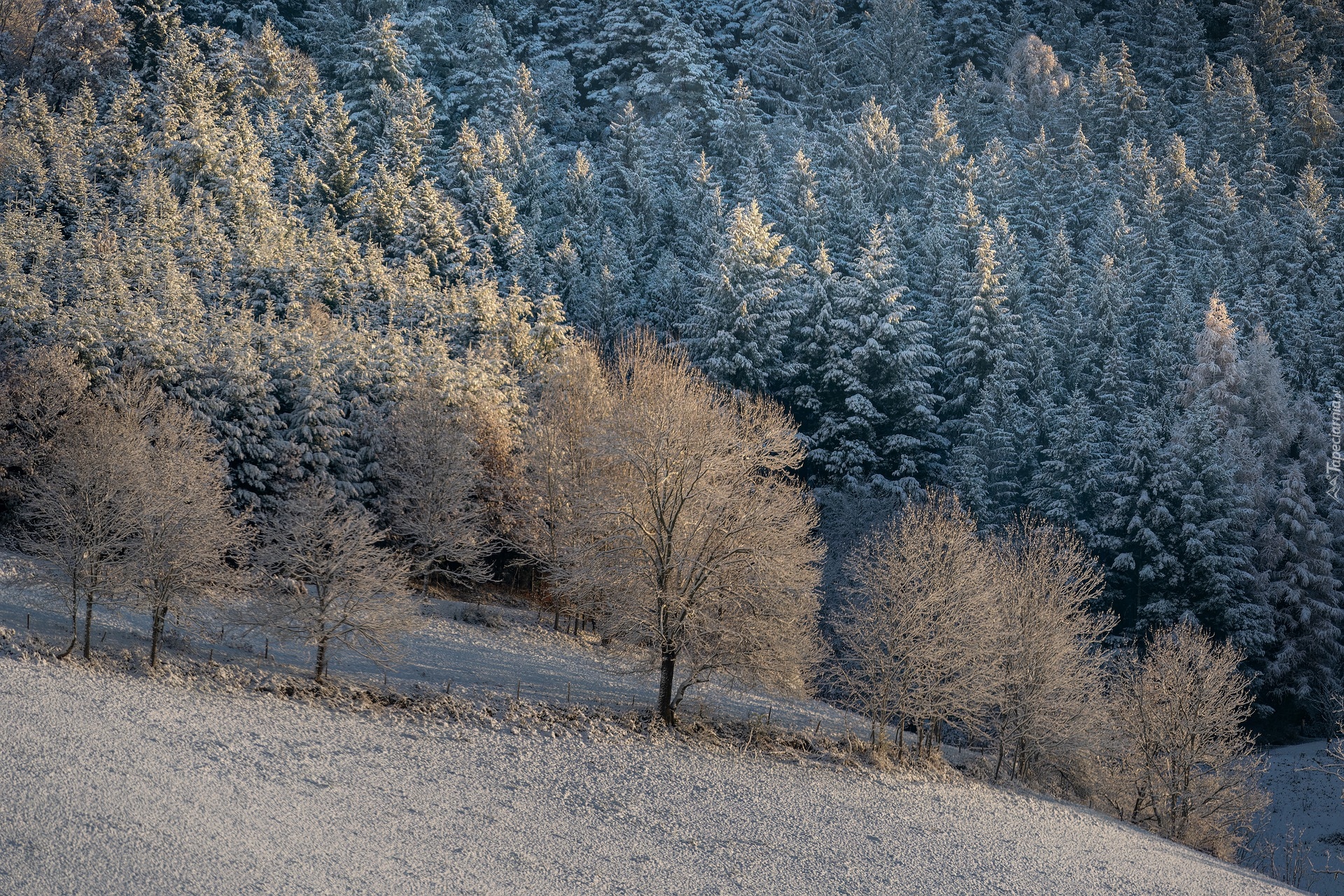Zima, Las, Drzewa, Wzgórze