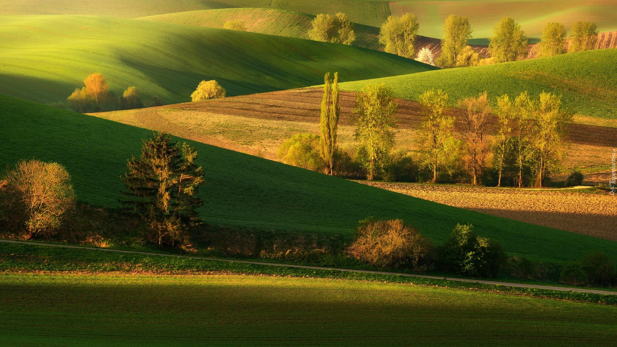 Pola, Drzewa, Wiosna, Łąki