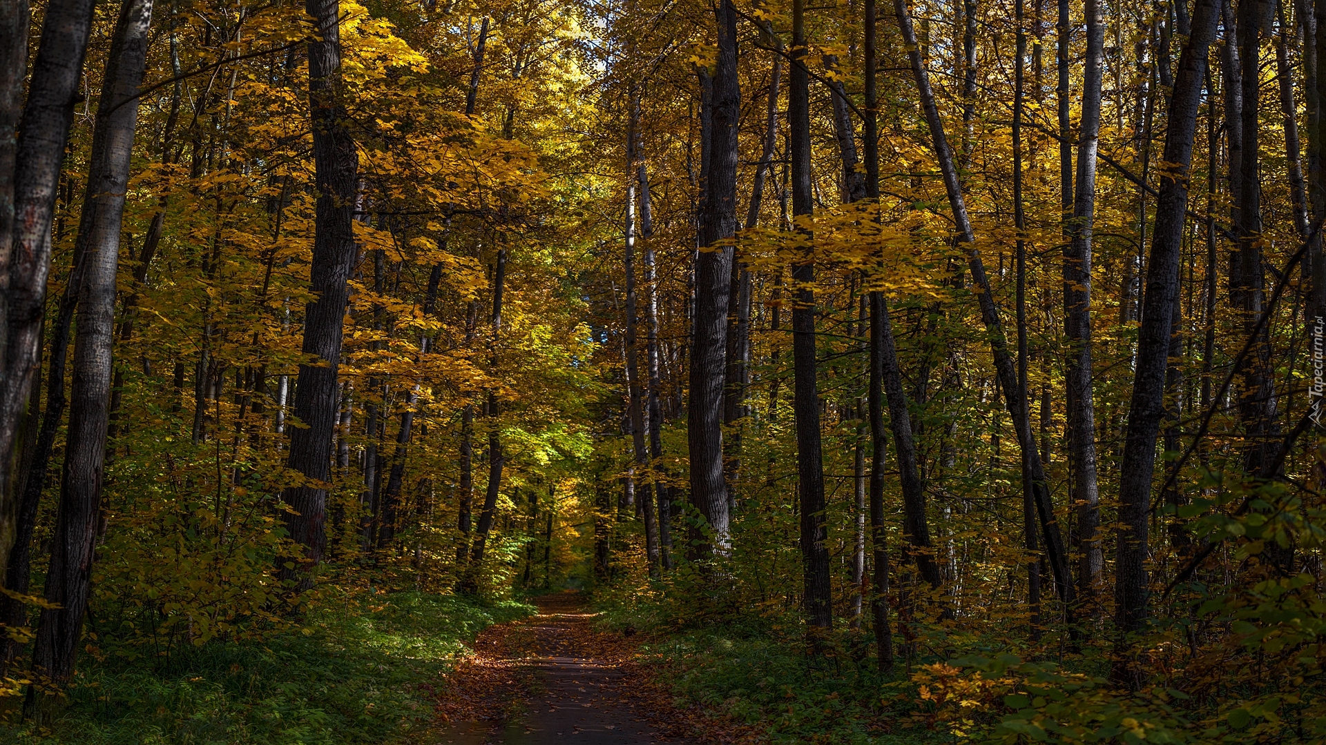 Las, Pożółkłe, Drzewa, Jesień, Droga