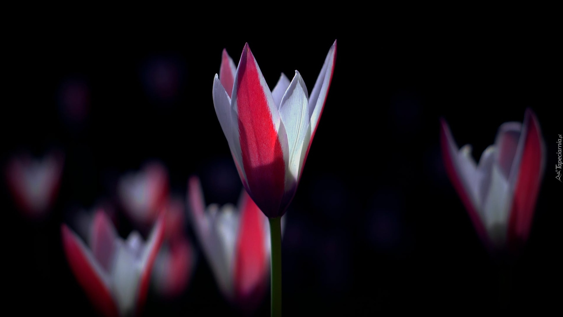 Tulipany, Dwukolorowe