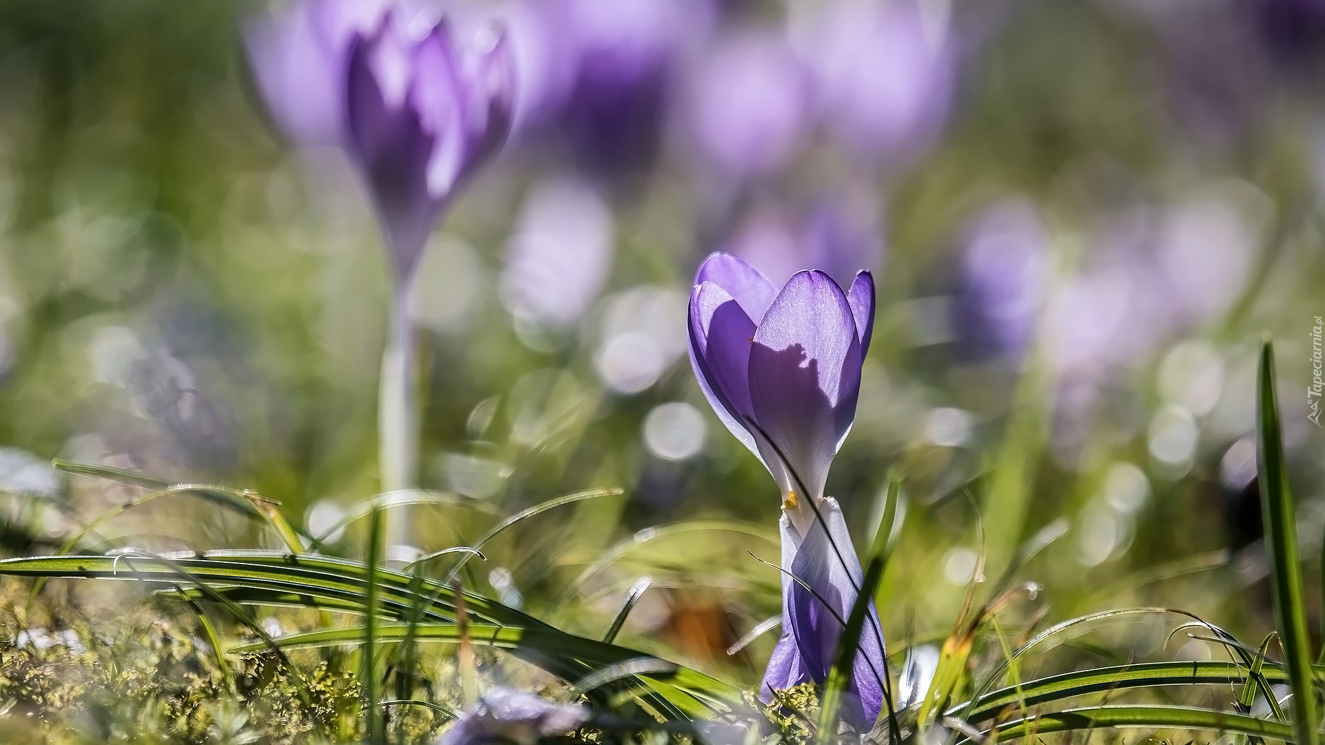 Kwiaty, Krokus, Rozmycie