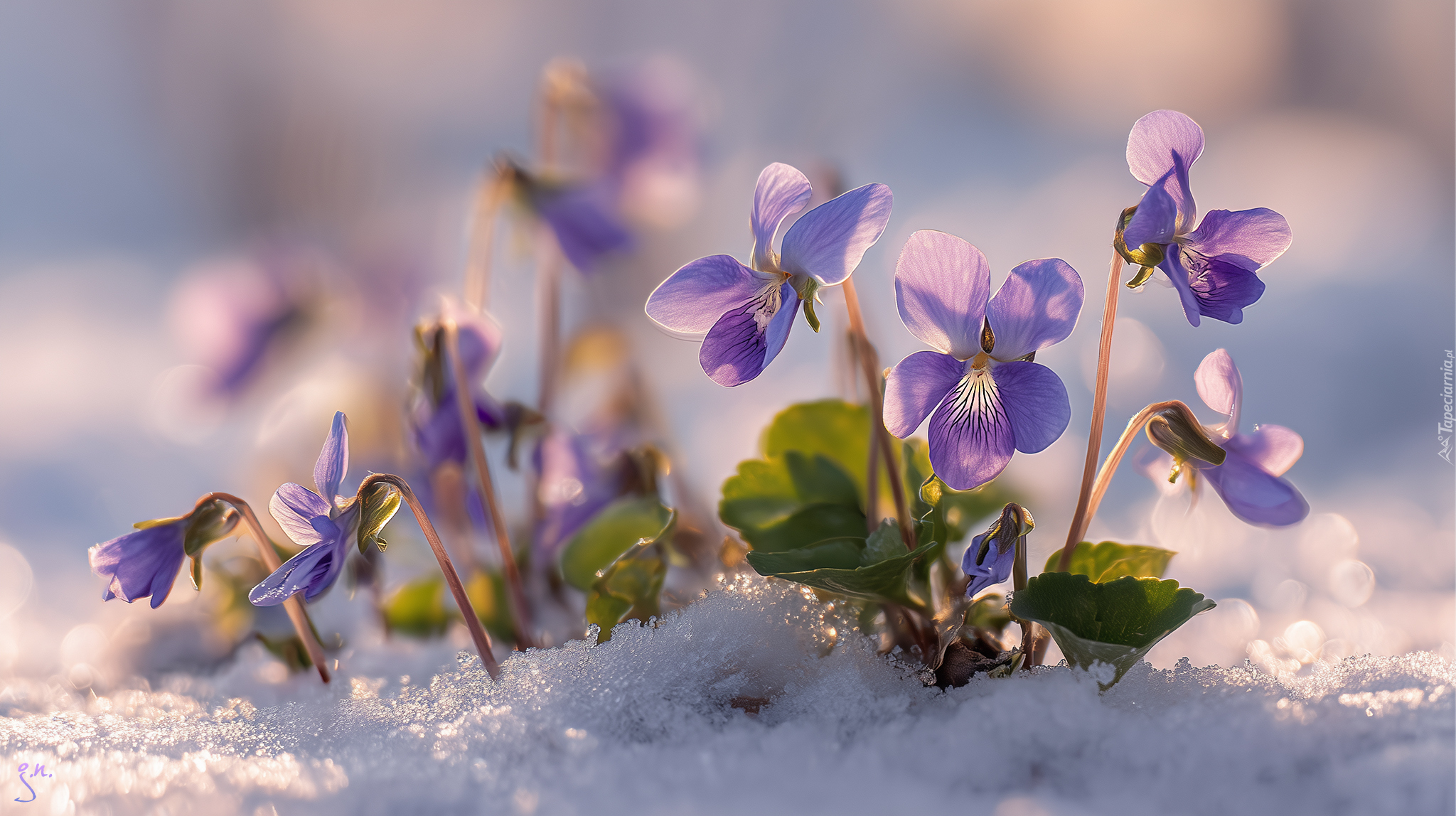 Fioletowe, Fiołki wonne, Kwiaty, Śnieg, Grafika AI