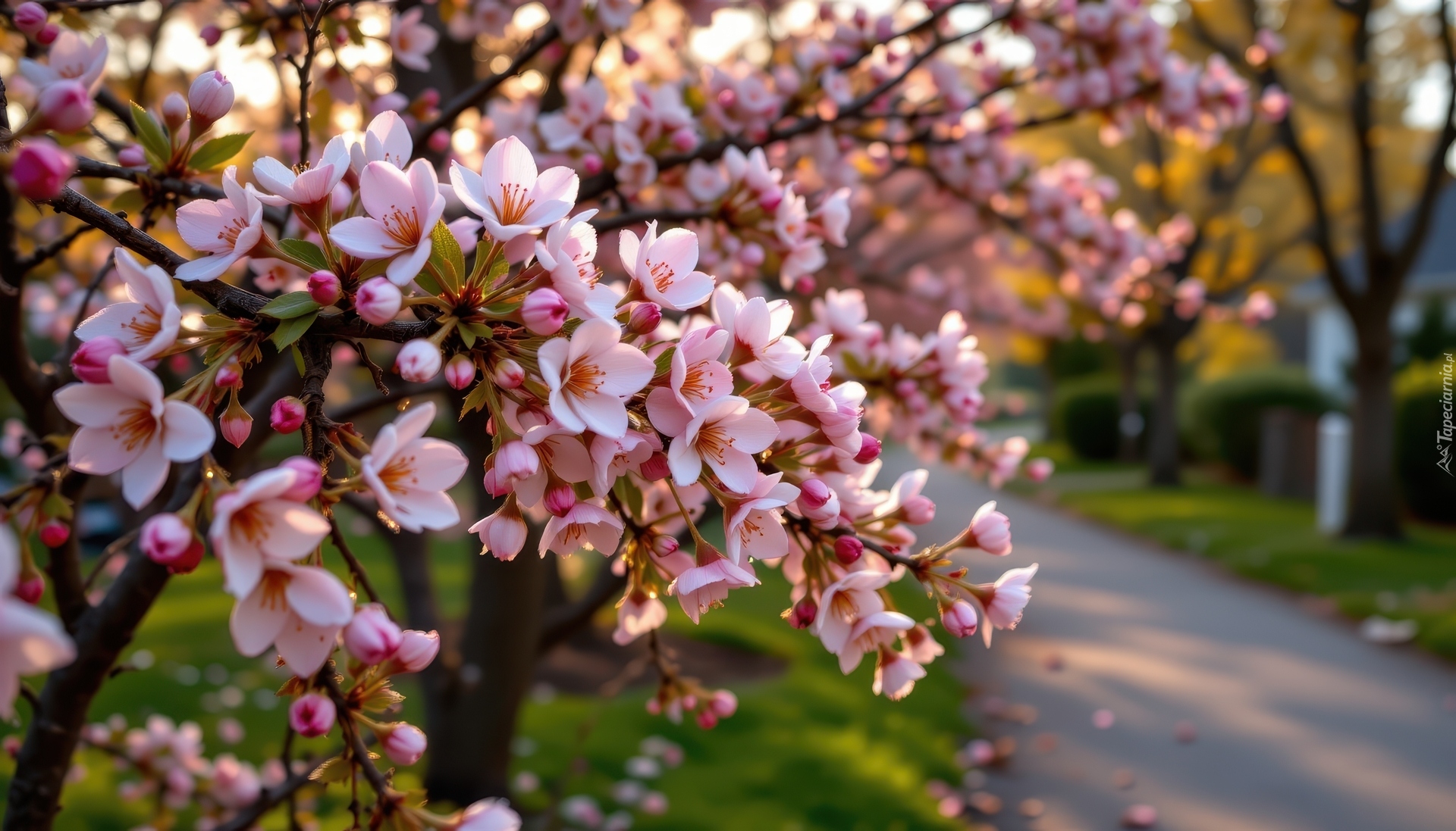 Kwitnące, Gałązki, Różowe, Kwiaty, Droga