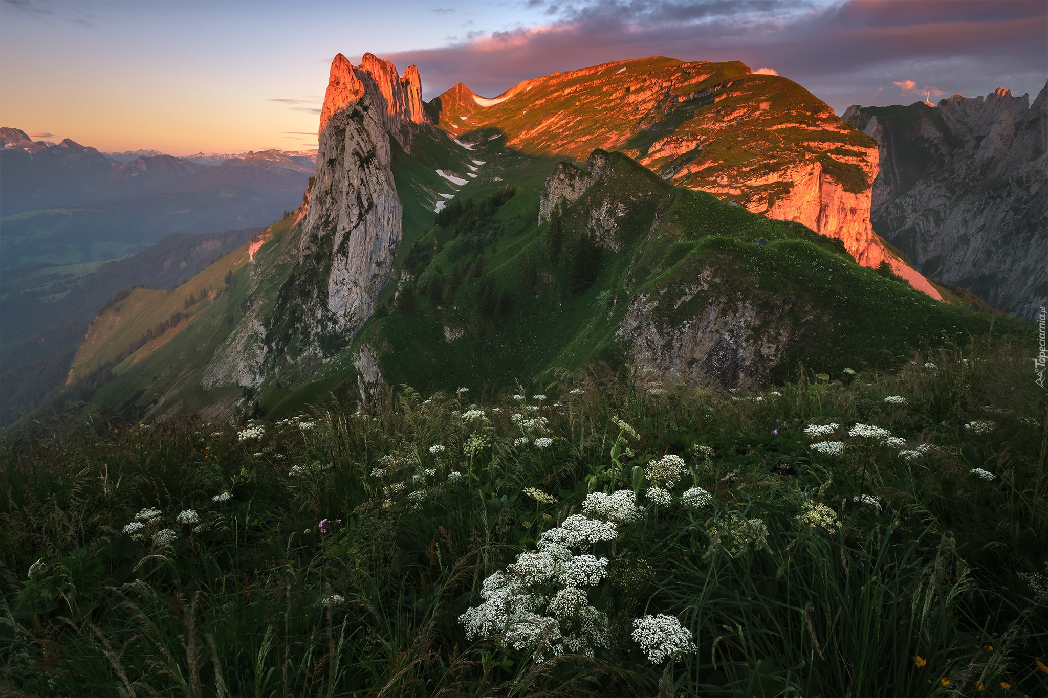 Góry, Alpy, Appenzeller Alpen, Rozświetlony, Szczyt, Łąka, Szwajcaria