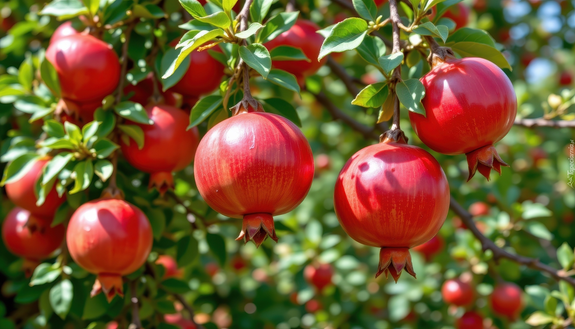 Granaty, Liście, Gałęzie, AI