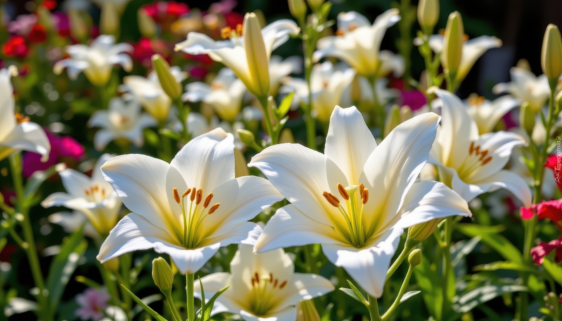 Lilie, Białe, Kwiaty, Grafika AI