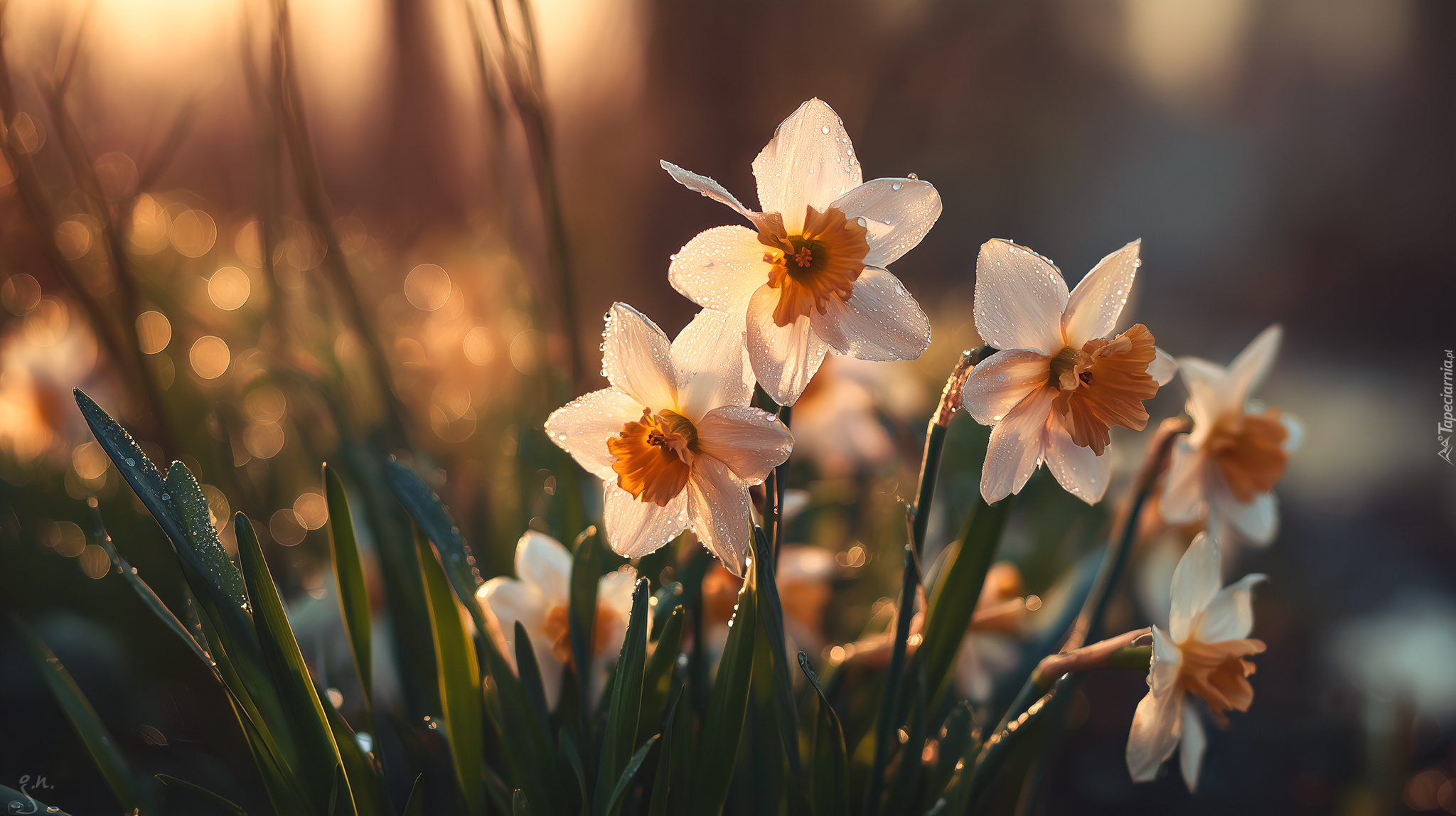 Narcyzy, Kwiaty, Grafika AI