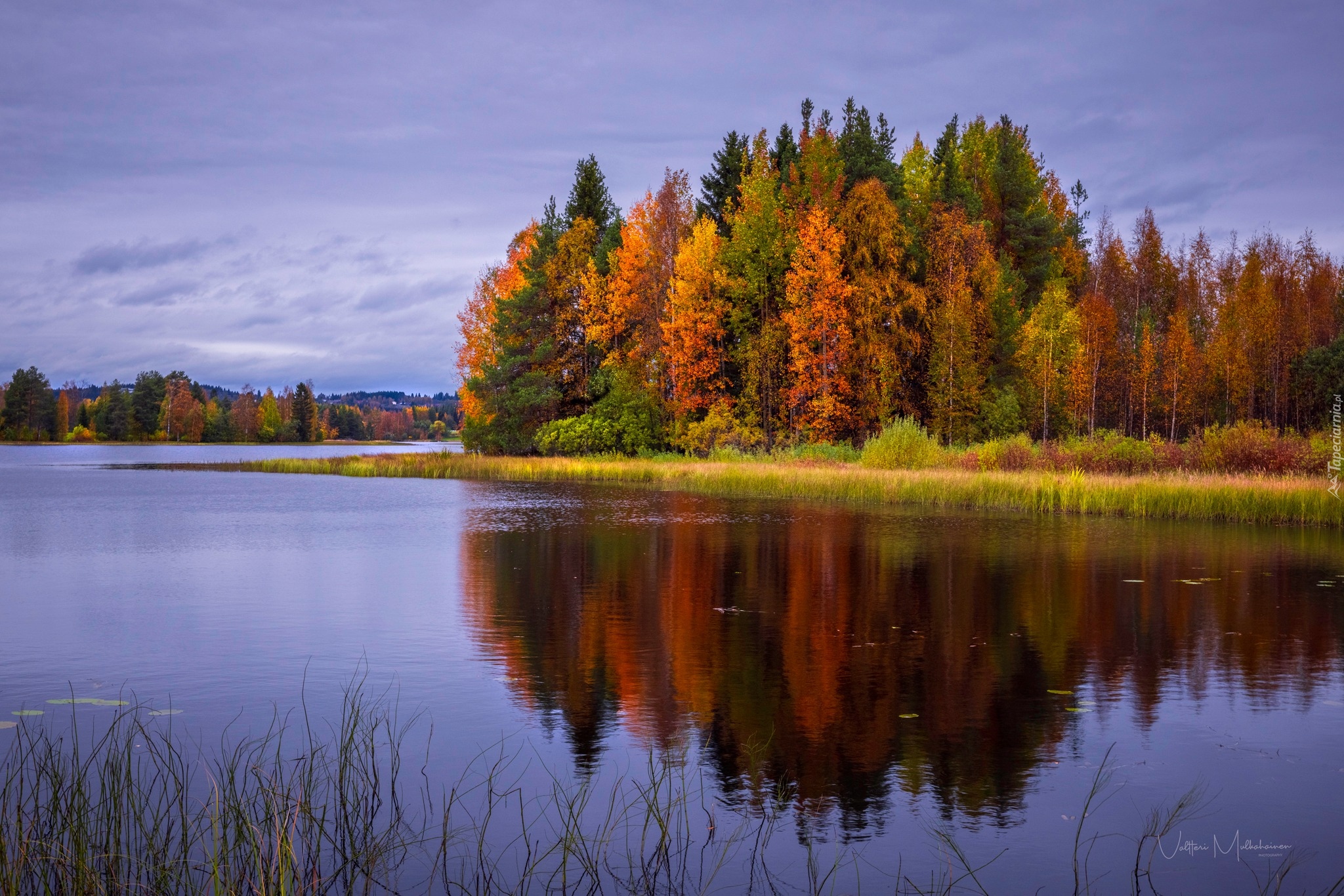 Jesień, Jezioro, Las, Pożółkłe, Drzewa, Trawa, Gmina, Sotkamo, Vuokatti, Finlandia