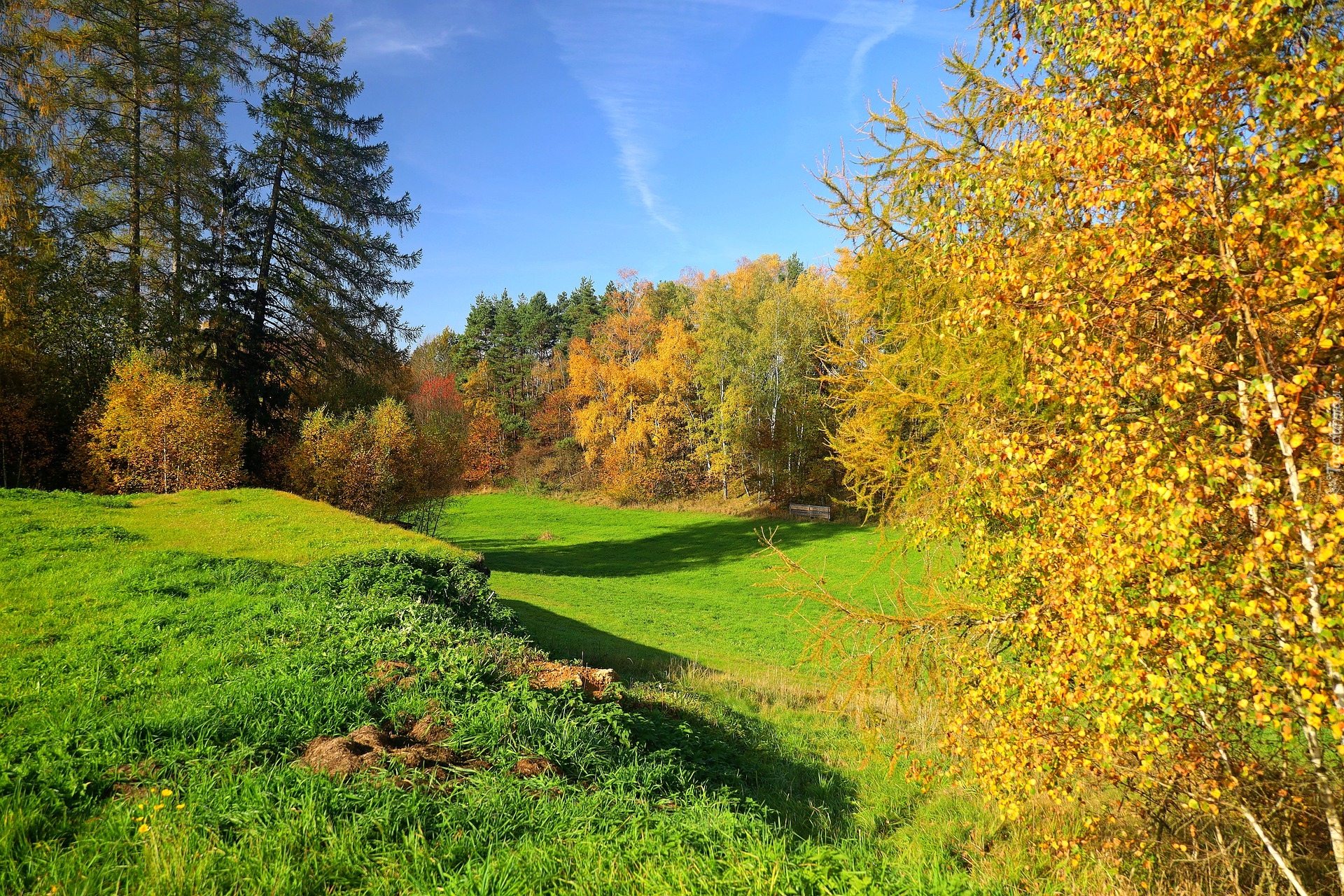 Jesień, Las, Drzewa, Polana, Słoneczny, Dzień