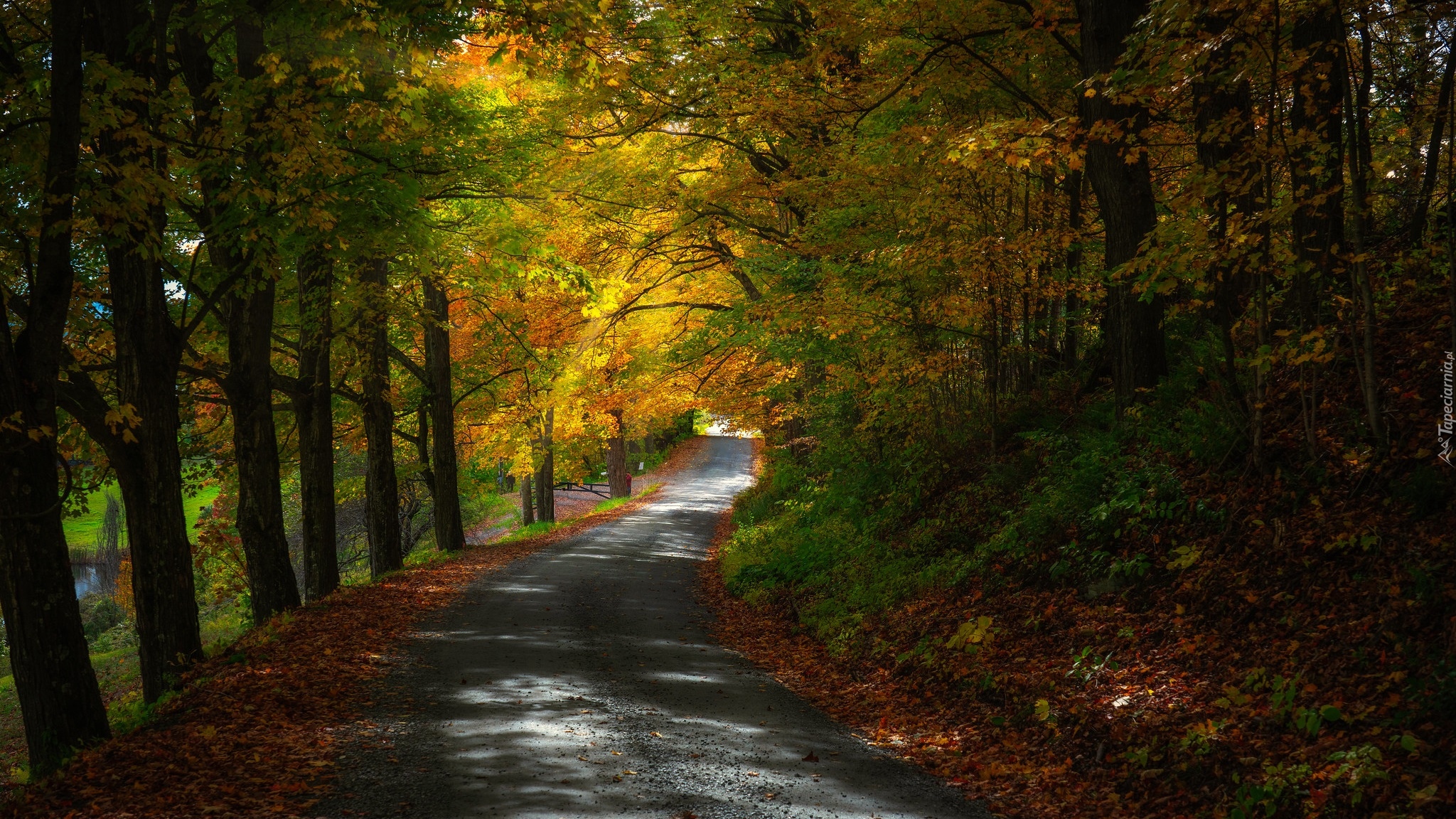 Jesień, Las, Droga, Pożółkłe, Drzewa