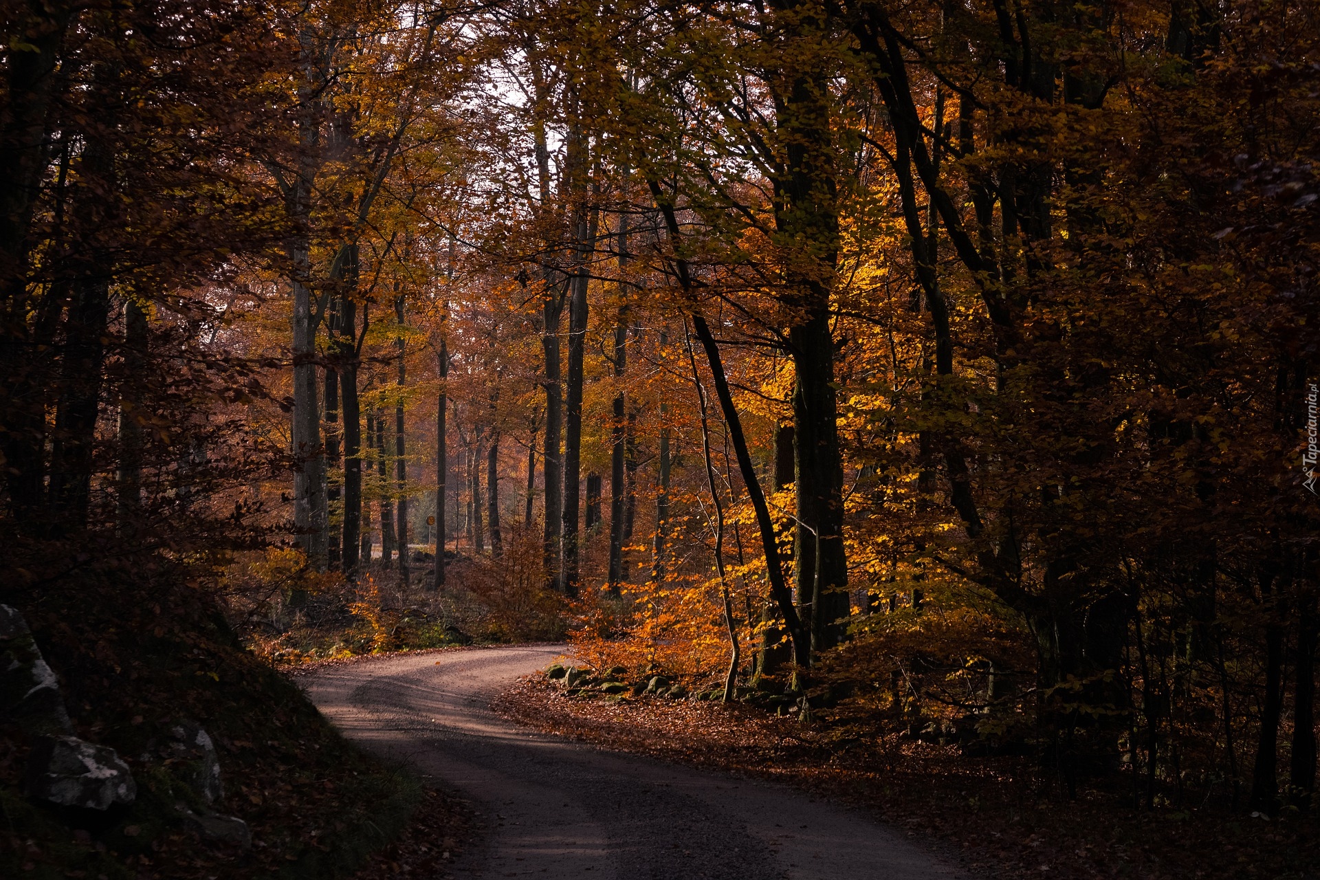 Jesień, Droga, Las, Pożółkłe, Drzewa