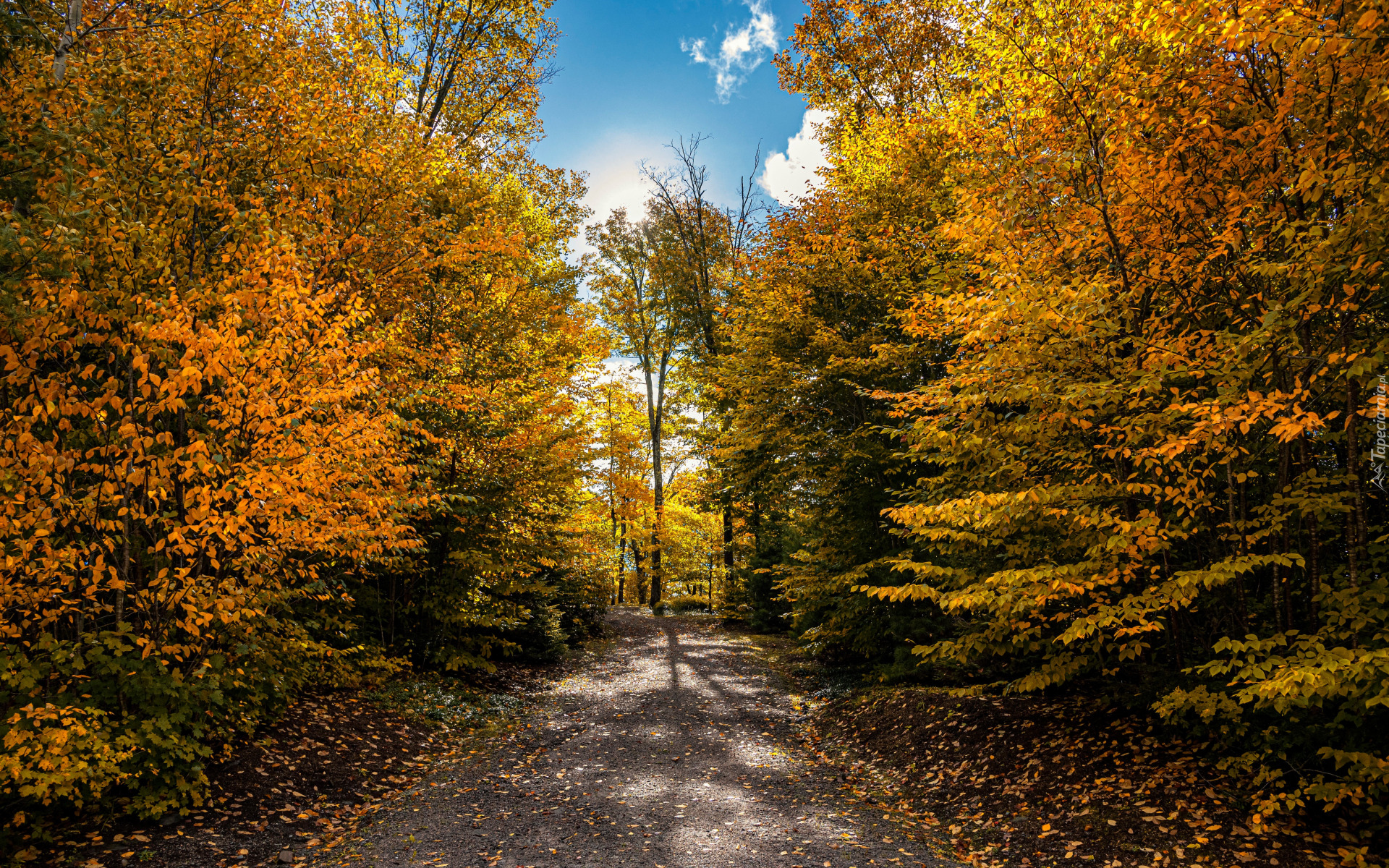 Park, Drzewa, Ścieżka, Liście, Niebo, Słońce, Jesień