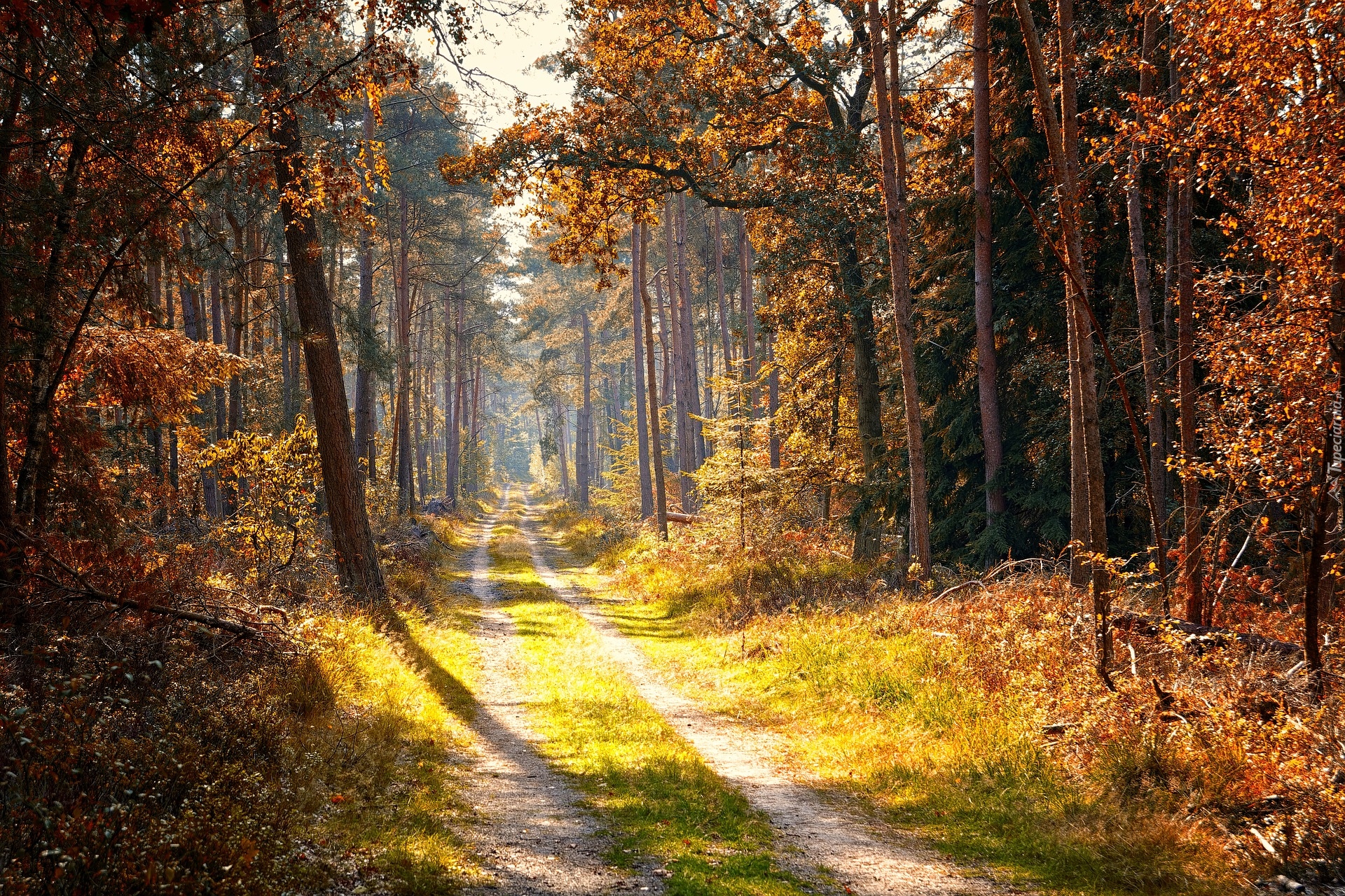 Jesień, Las, Ścieżka, Słoneczny, Blask, Drzewa