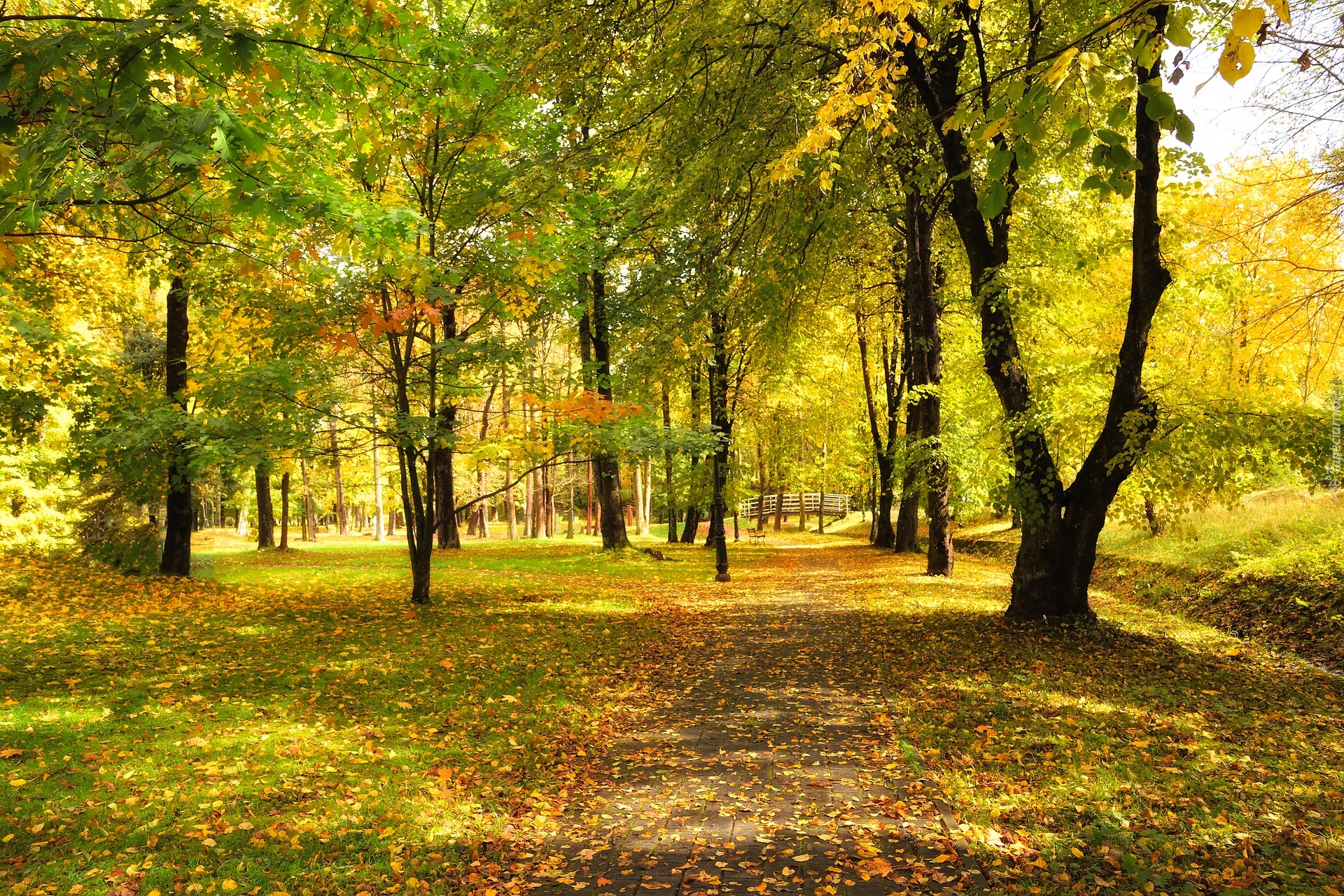 Jesień, Park, Drzewa, Mostek, Słoneczny, Blask