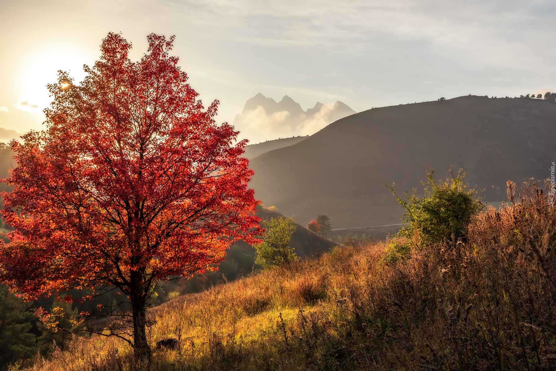 Drzewo, Jesień, Góry