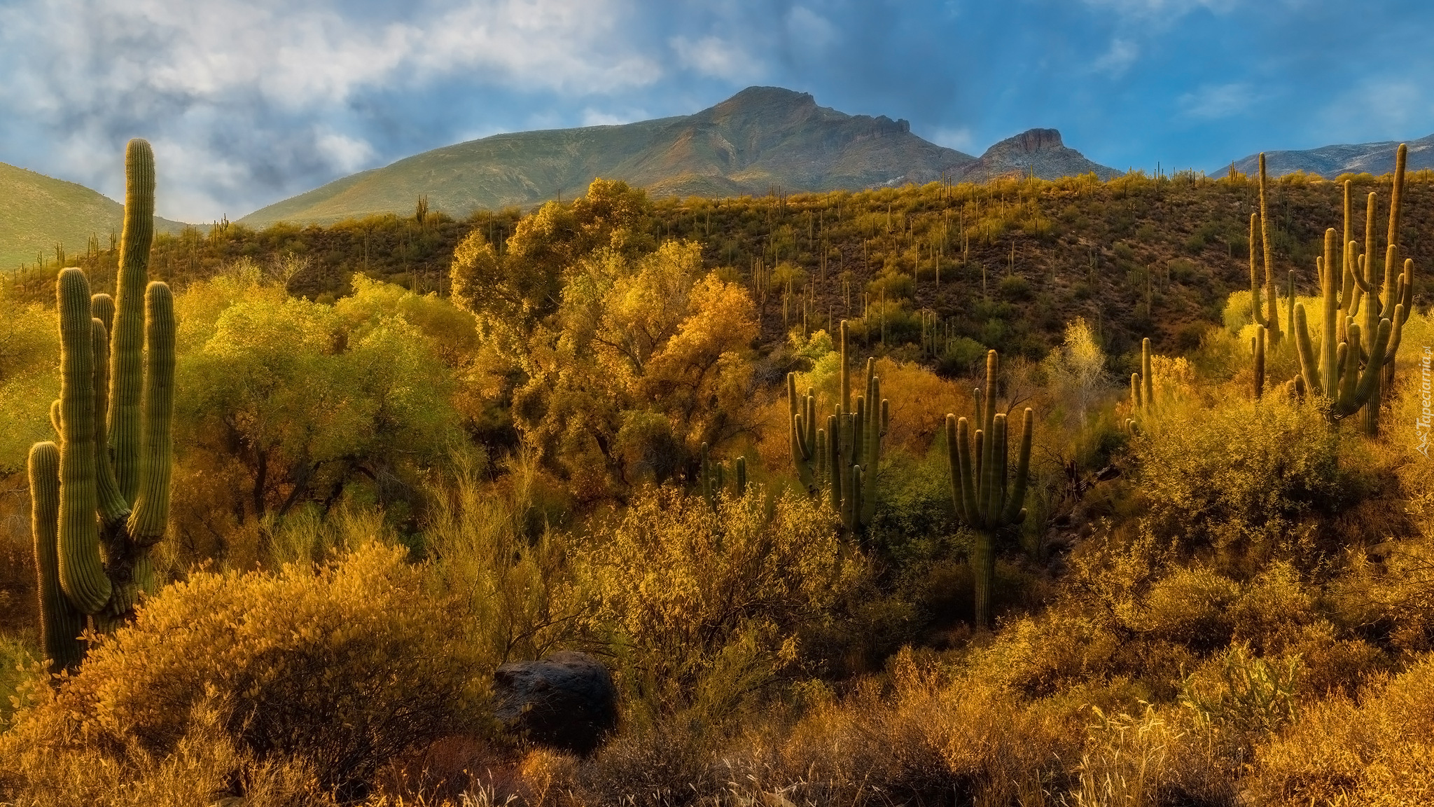 Góry, Drzewa, Kaktusy, Pustynia, Sonora, Arizona, Stany Zjednoczone