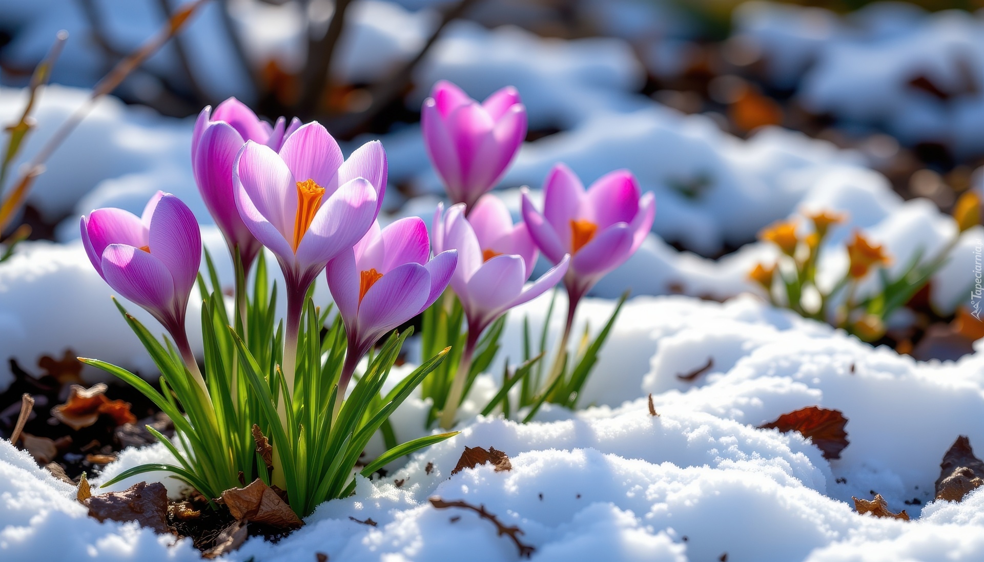 Kwiaty, Fioletowe, Krokusy, Śnieg, Grafika AI